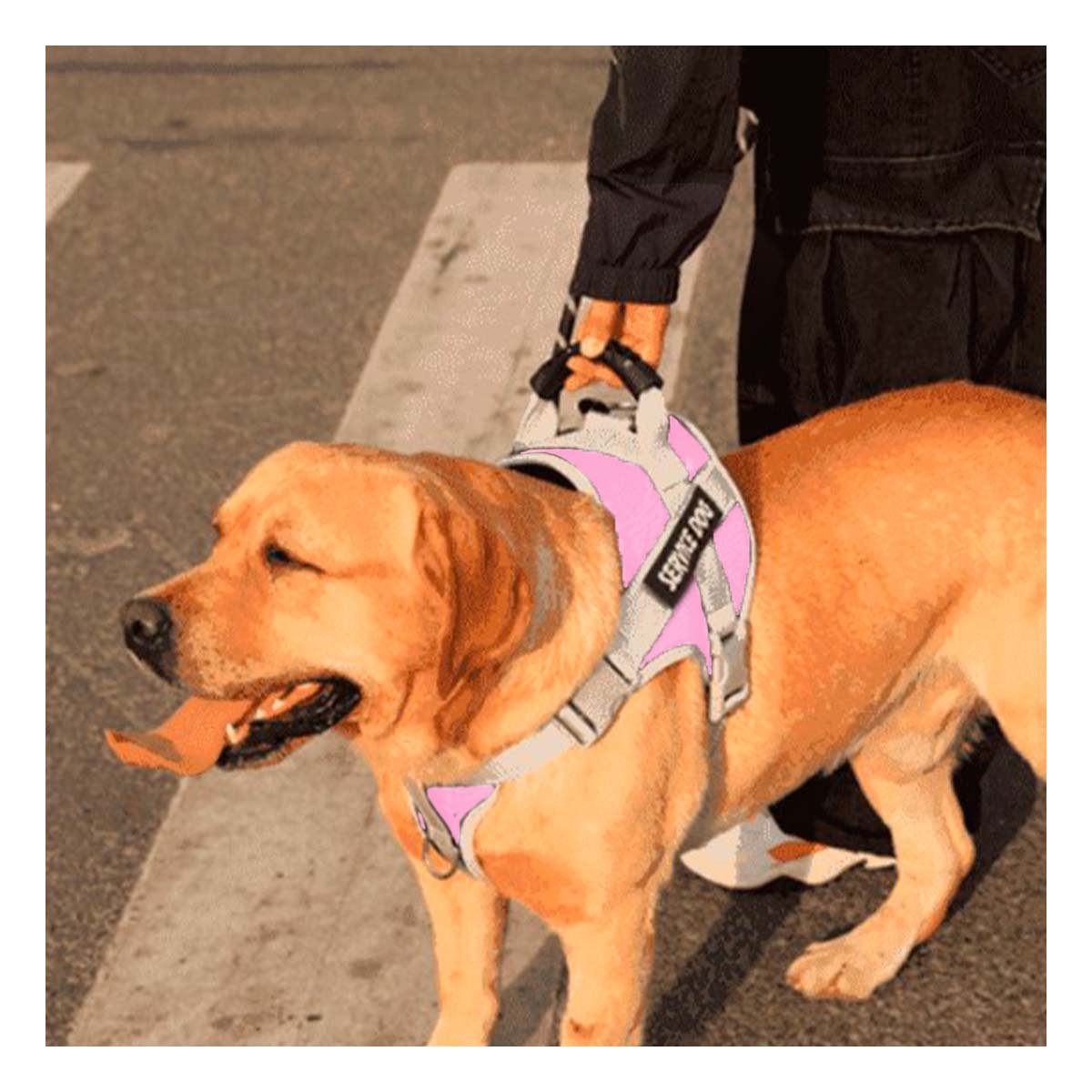 PECHERA TIPO CHALECO CON ASA PARA PERRO SERVICE DOG TALLA M ROSADO CLARO Y+PAPEL REGALO - 2