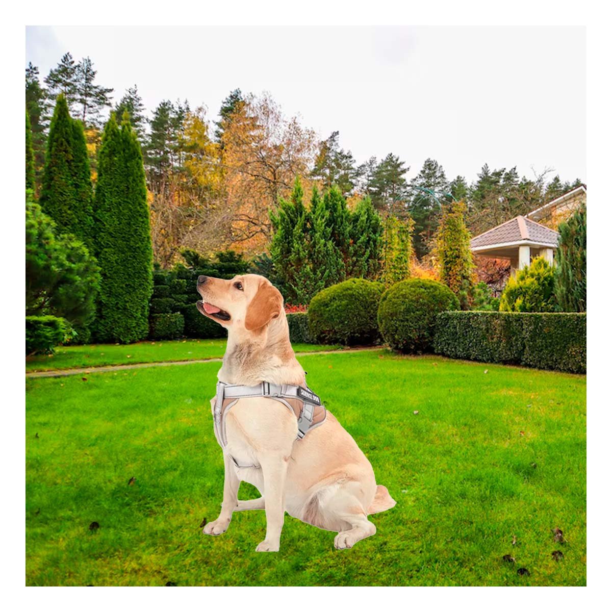 PACK2 ARNES CON ASA DE ENTRENAMIENTO PARA PERRO SERVICE DOG TALLA M MARRON Y+PAPEL REGALO - 2