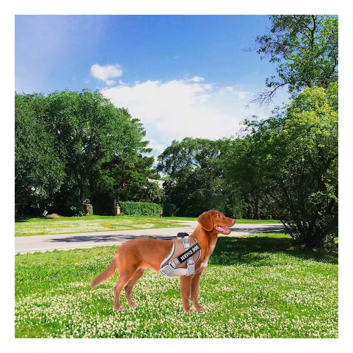 PACK2 ARNES CON ASA DE ENTRENAMIENTO PARA PERRO SERVICE DOG TALLA M MARRON Y+PAPEL REGALO - 5