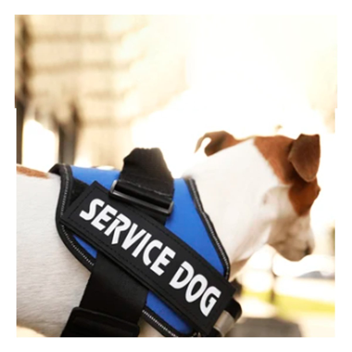 CHALECO CON ASA DE AGARRE SUPERIOR PARA PERRO SERVICE DOG TALLA M AZUL - 2