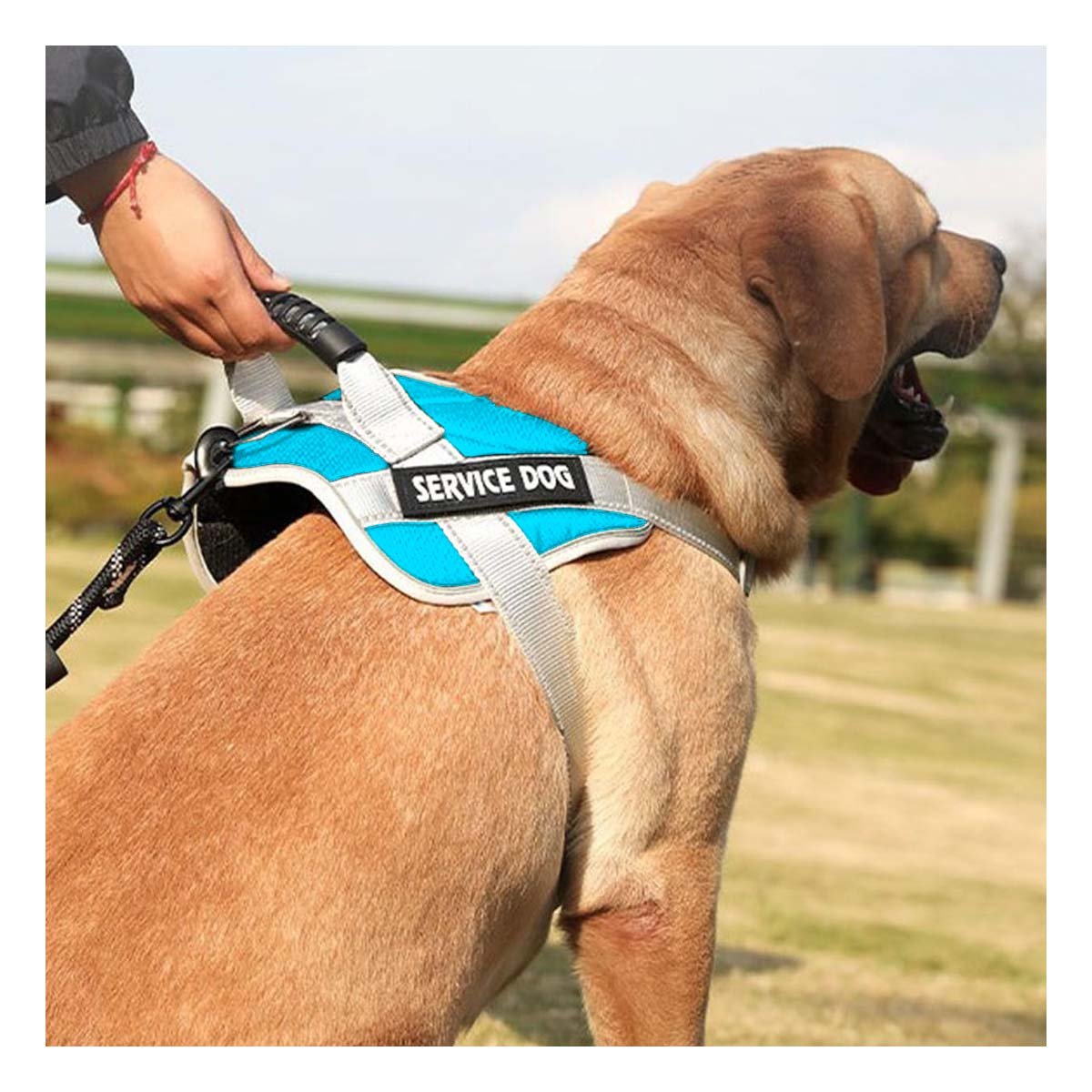 PACK6 PECHERA CON ASA FIRME PARA PERRO SERVICE DOG TALLA M TURQUEZA Y+REGALO STICKER - 3