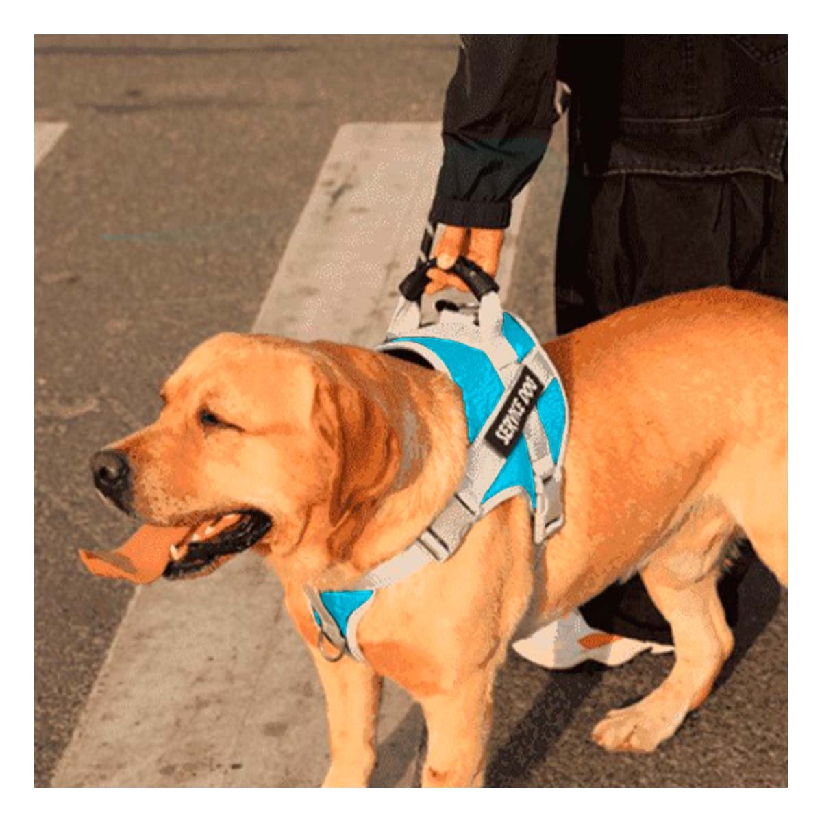 PACK6 PECHERA CON ASA FIRME PARA PERRO SERVICE DOG TALLA M TURQUEZA Y+REGALO STICKER - 5