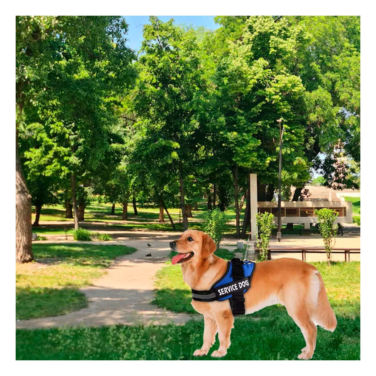 PACK2 HARNESS CHALECO DE PASEO CON ASA PARA PERRO SERVICE DOG TALLA M AZUL Y+REGALO STICKER - 5