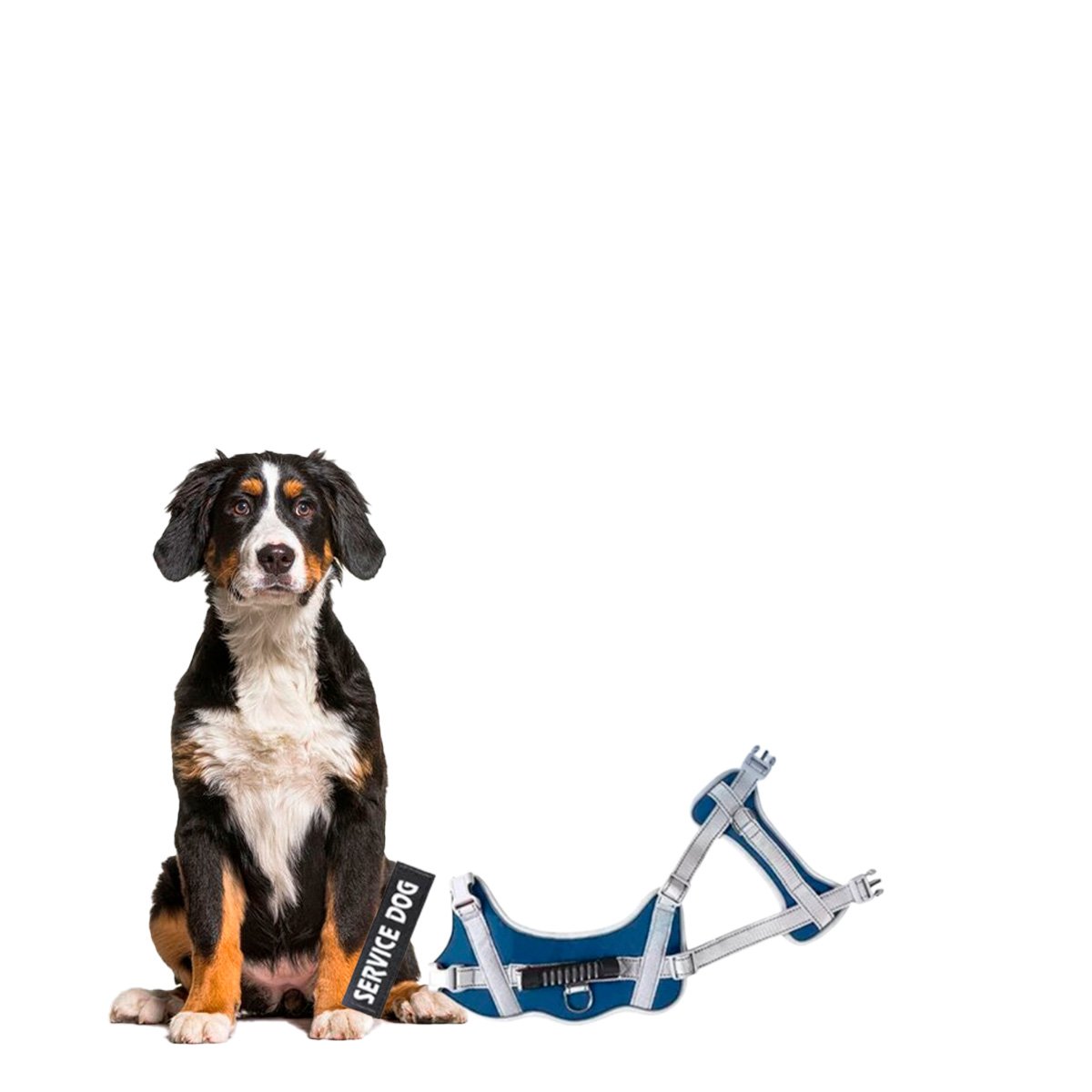PACK6 PECHERA CON ASA FIRME PARA PERRO SERVICE DOG TALLA M AZUL Y+REGALO STICKER - 2