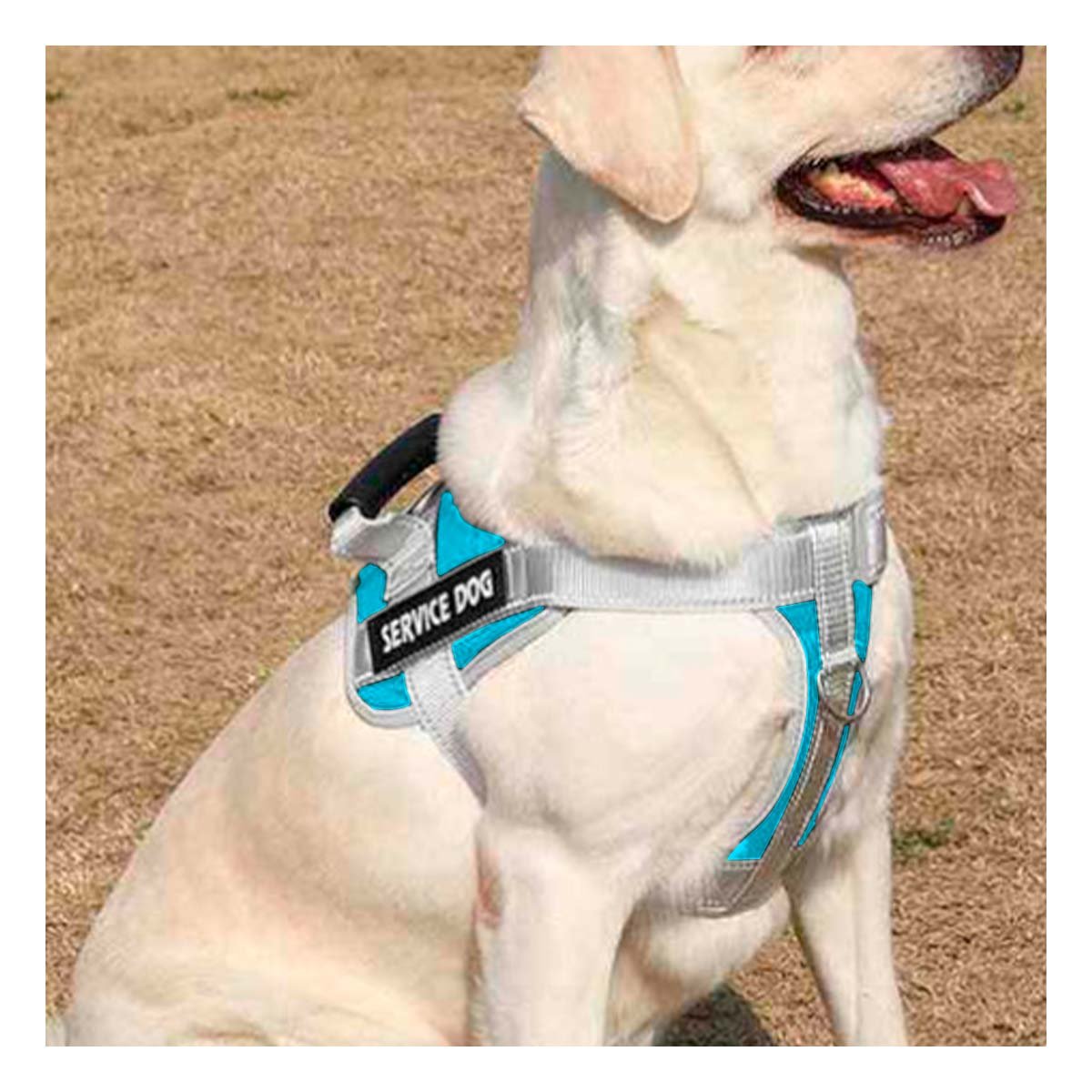 ARNES ACOLCHADO CON ASA SUPERIOR PARA PERRO SERVICE DOG TALLA M TURQUEZA Y+REGALO STICKER - 2