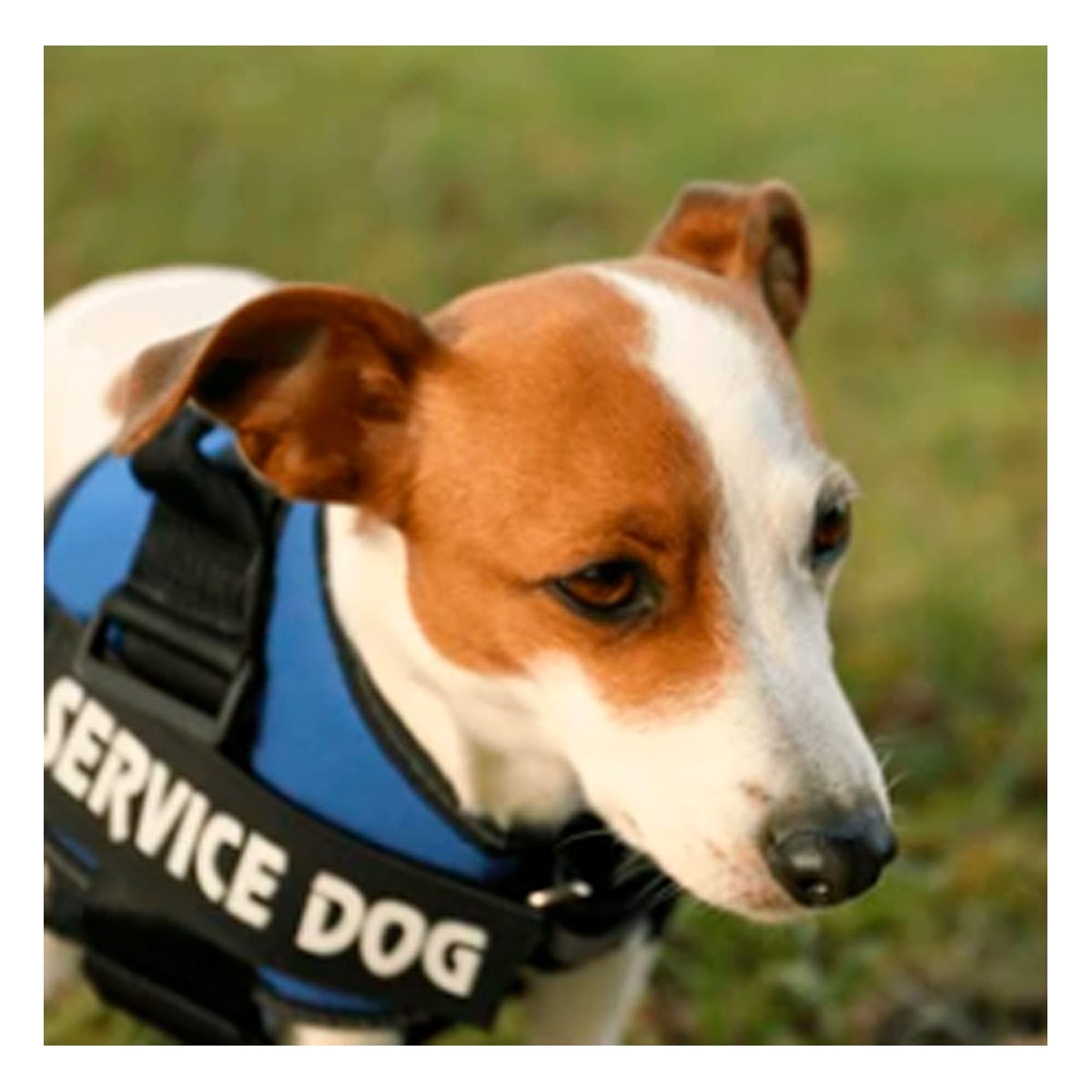 PACK6 CHALECO TIPO ARNES CON ASA SUPERIOR PARA PERRO SERVICE DOG TALLA M AZUL Y+PAPEL REGALO - 5