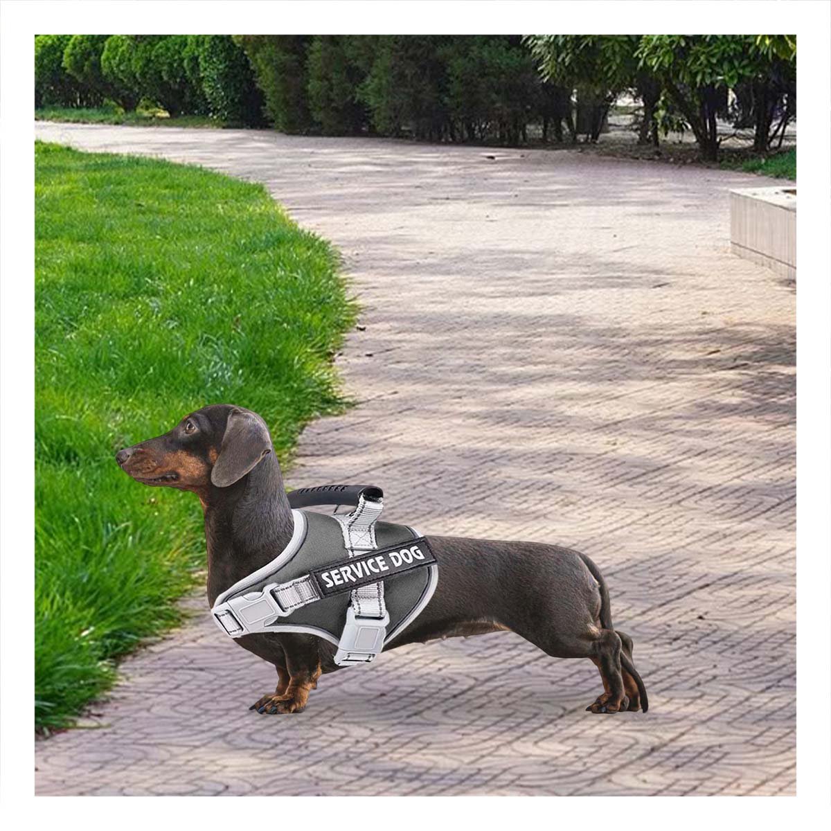 PACK6 HARNESS AJUSTABLE CON ASA DE SEGURIDAD PARA PERRO SERVICE DOG TALLA M NEGRO - 5