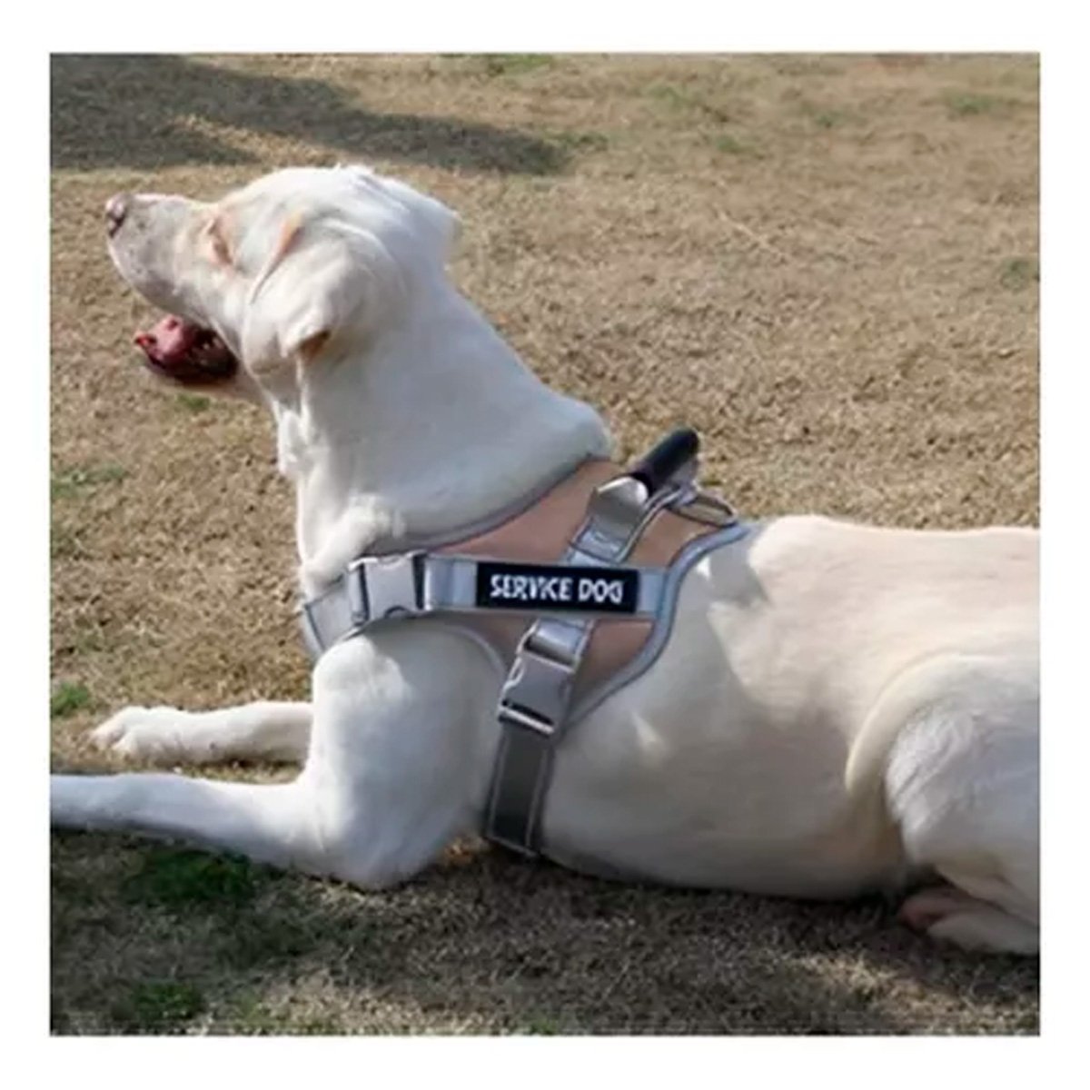 PACK6 HARNESS AJUSTABLE CON ASA DE SEGURIDAD PARA PERRO SERVICE DOG TALLA M MARRON - 3