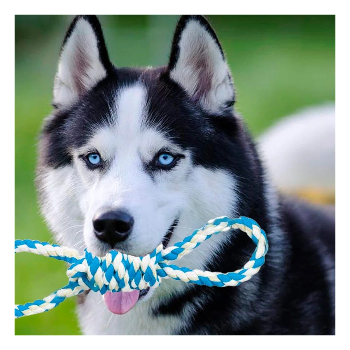 PACK2 JUGUETE TRENZADO PARA MASCOTA CELESTE 4 NUDOS FIRME Y DE CALIDAD Y+REGALO STICKER - 5