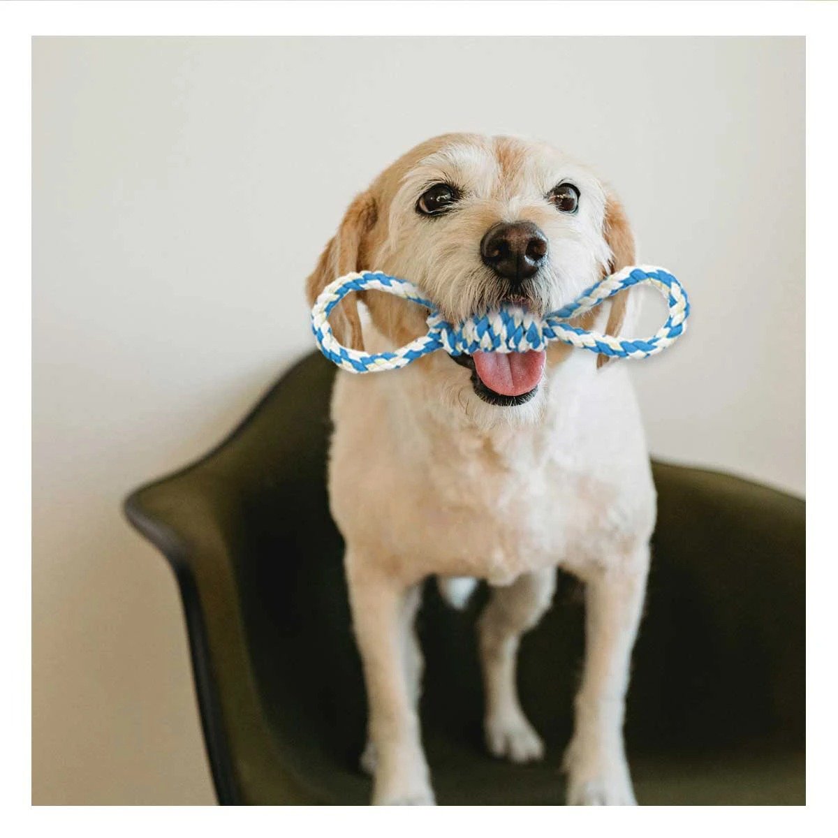 PACK6 OBJETO DE JUEGO CELESTE PARA MASCOTA CON 4 NUDOS RESISTENTE Y FUERTE Y+REGALO STICKER - 3