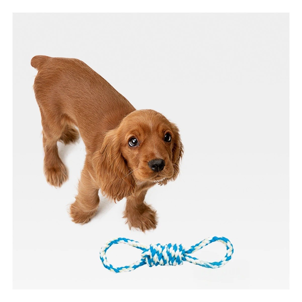 PACK12 OBJETO DE JUEGO CELESTE PARA MASCOTA 4 NUDOS REFORZADO Y RESISTENTE Y+REGALO STICKER - 3