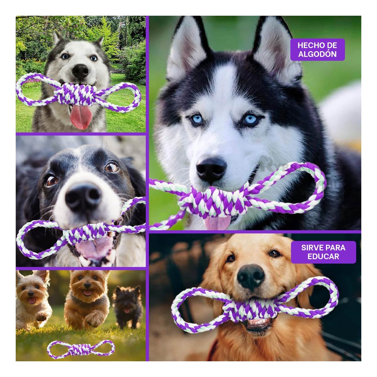 PACK6 LAZO DE ALGODON PARA MASCOTA MORADO 4 NUDOS FIRME Y DE CALIDAD Y+PAPEL REGALO - 3