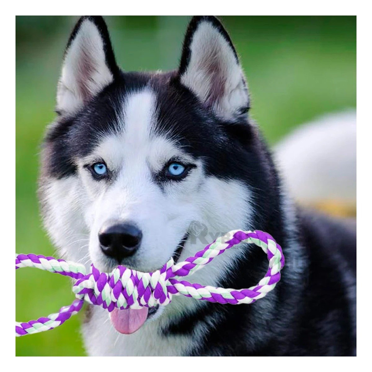 PACK4 LAZO DE ALGODON PARA MASCOTA MORADO CON 4 NUDOS DURADERO Y SEGURO Y+PAPEL REGALO - 5