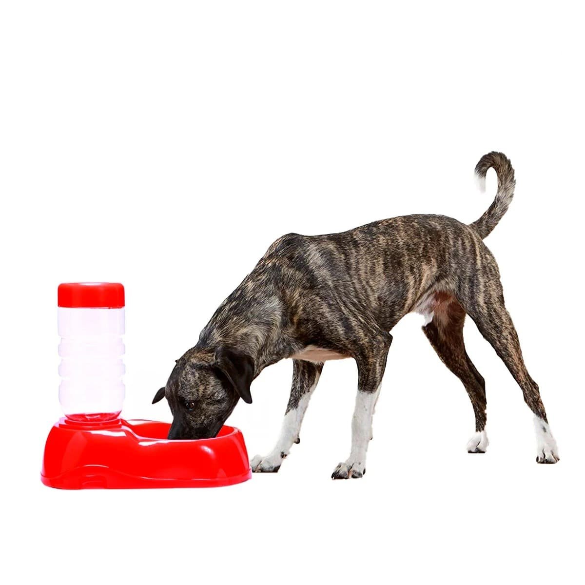 PACK6 RECIPIENTE DE AGUA ROJO PARA MASCOTA PRACTICO Y RESISTENTE Y SEGURO Y+REGALO STICKER - 2
