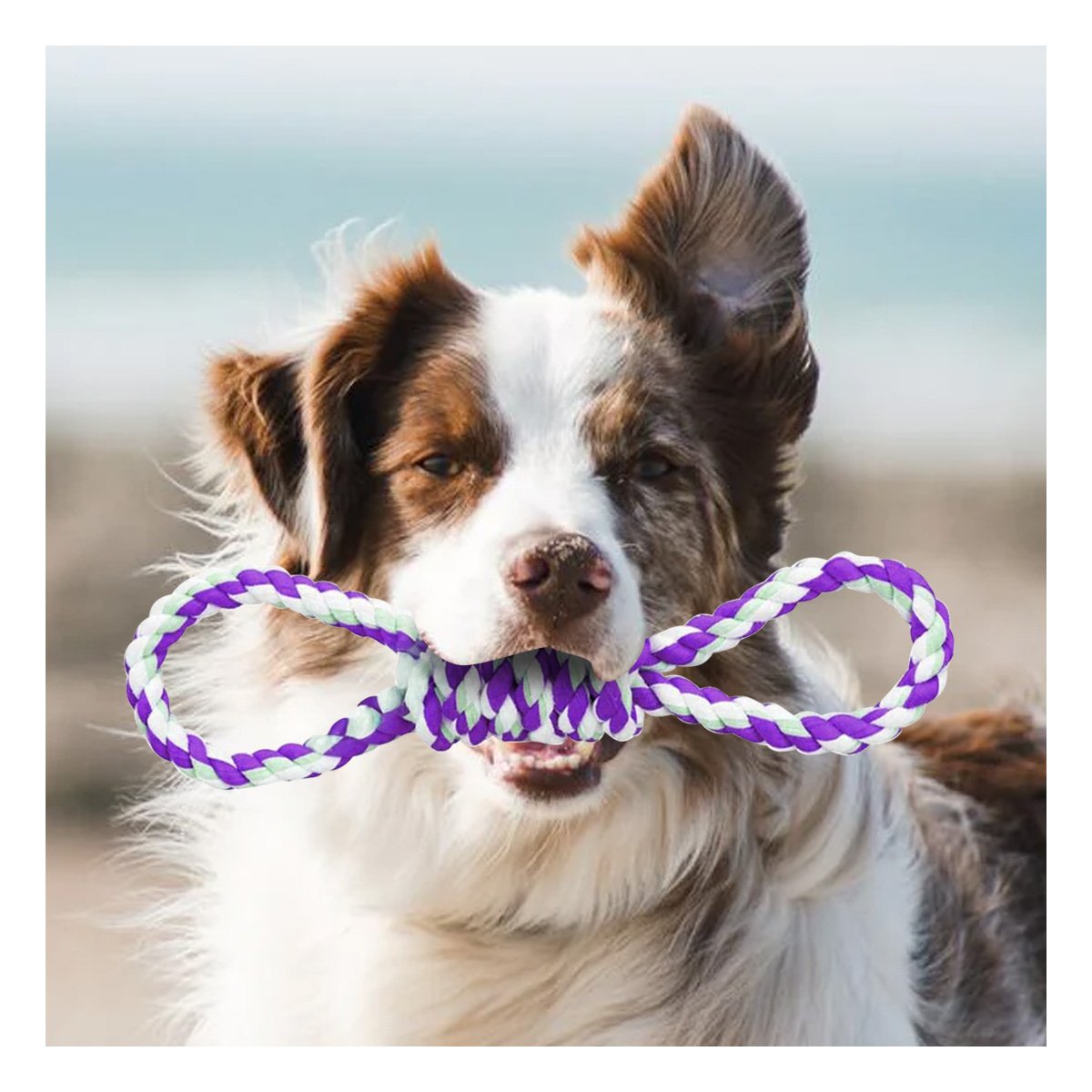 PACK12 OBJETO DE JUEGO MORADO CON 4 NUDOS PARA MASCOTA DURADERO Y COMODO Y+PAPEL REGALO - 3
