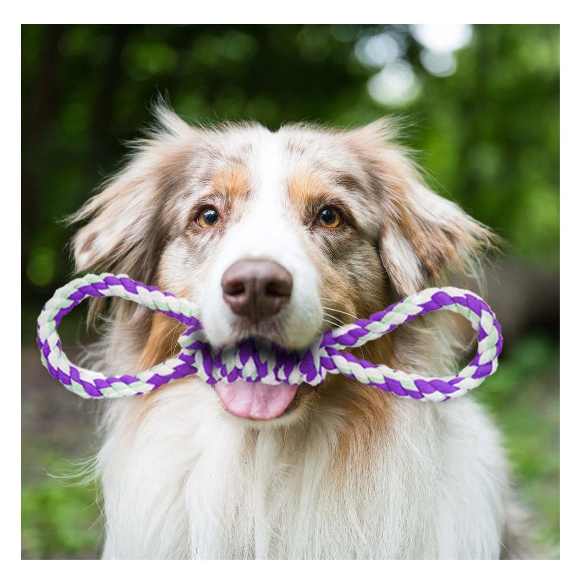 PACK12 OBJETO DE JUEGO MORADO CON 4 NUDOS PARA MASCOTA DURADERO Y COMODO Y+PAPEL REGALO - 5