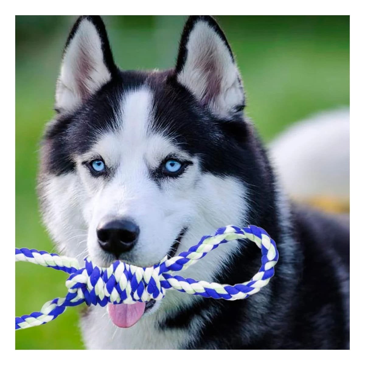 PACK12 OBJETO DE JUEGO PARA MASCOTA AZUL CON 4 NUDOS FIRME Y SEGURO - 3