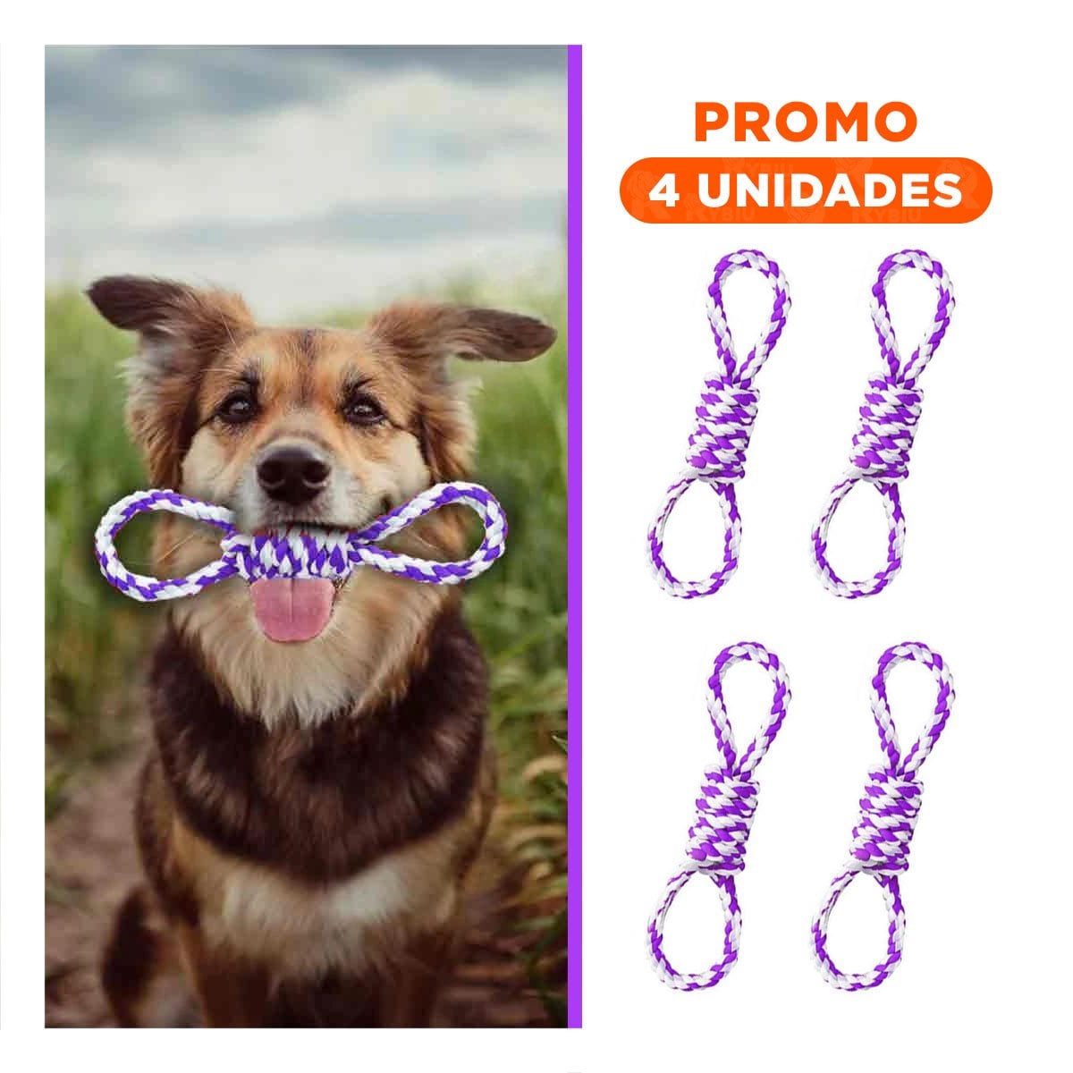 PACK4 LAZO DE ALGODON MORADO CON 4 NUDOS PARA MASCOTA FUERTE Y COMODO Y+REGALO STICKER - 1