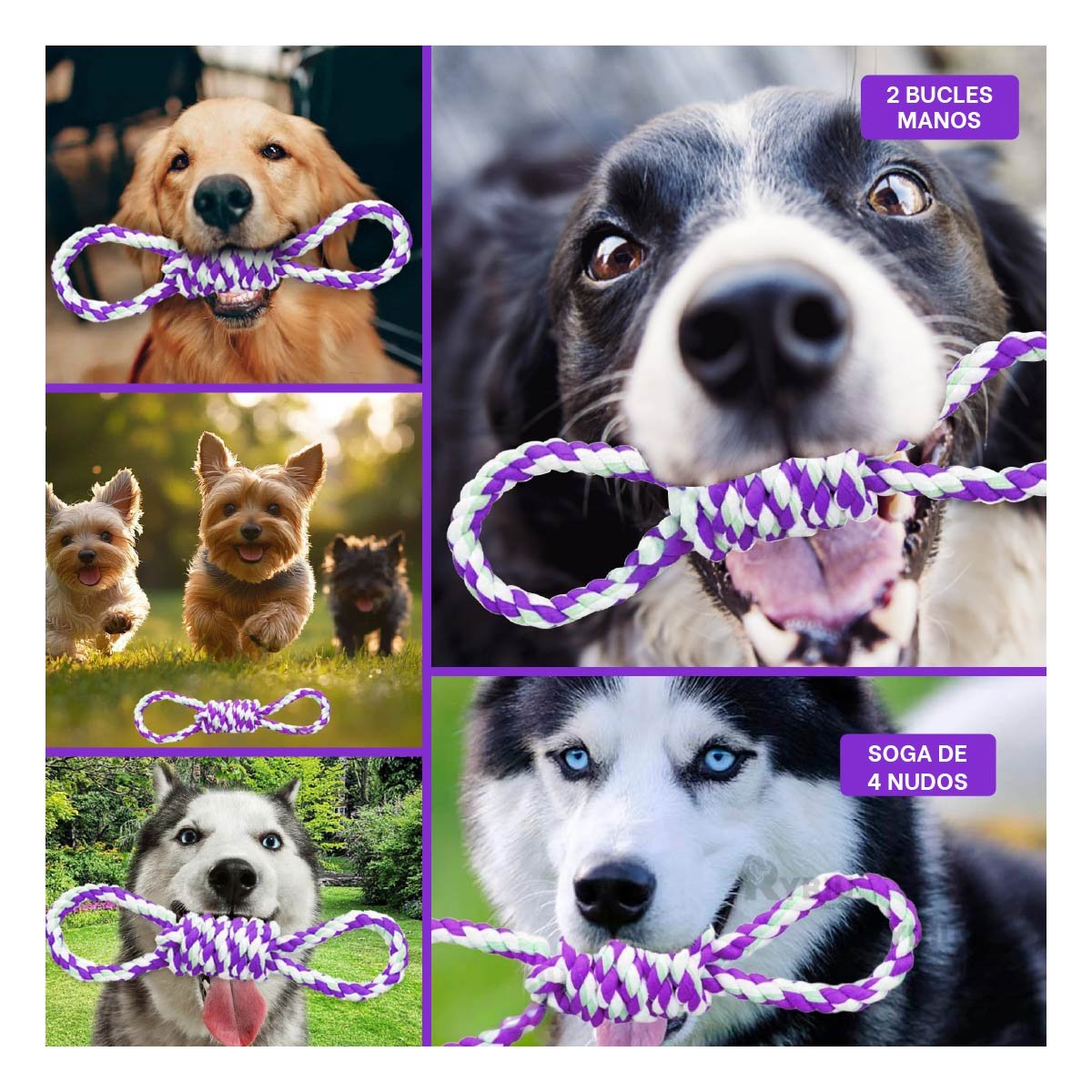 PACK4 LAZO DE ALGODON MORADO CON 4 NUDOS PARA MASCOTA FUERTE Y COMODO Y+REGALO STICKER - 2