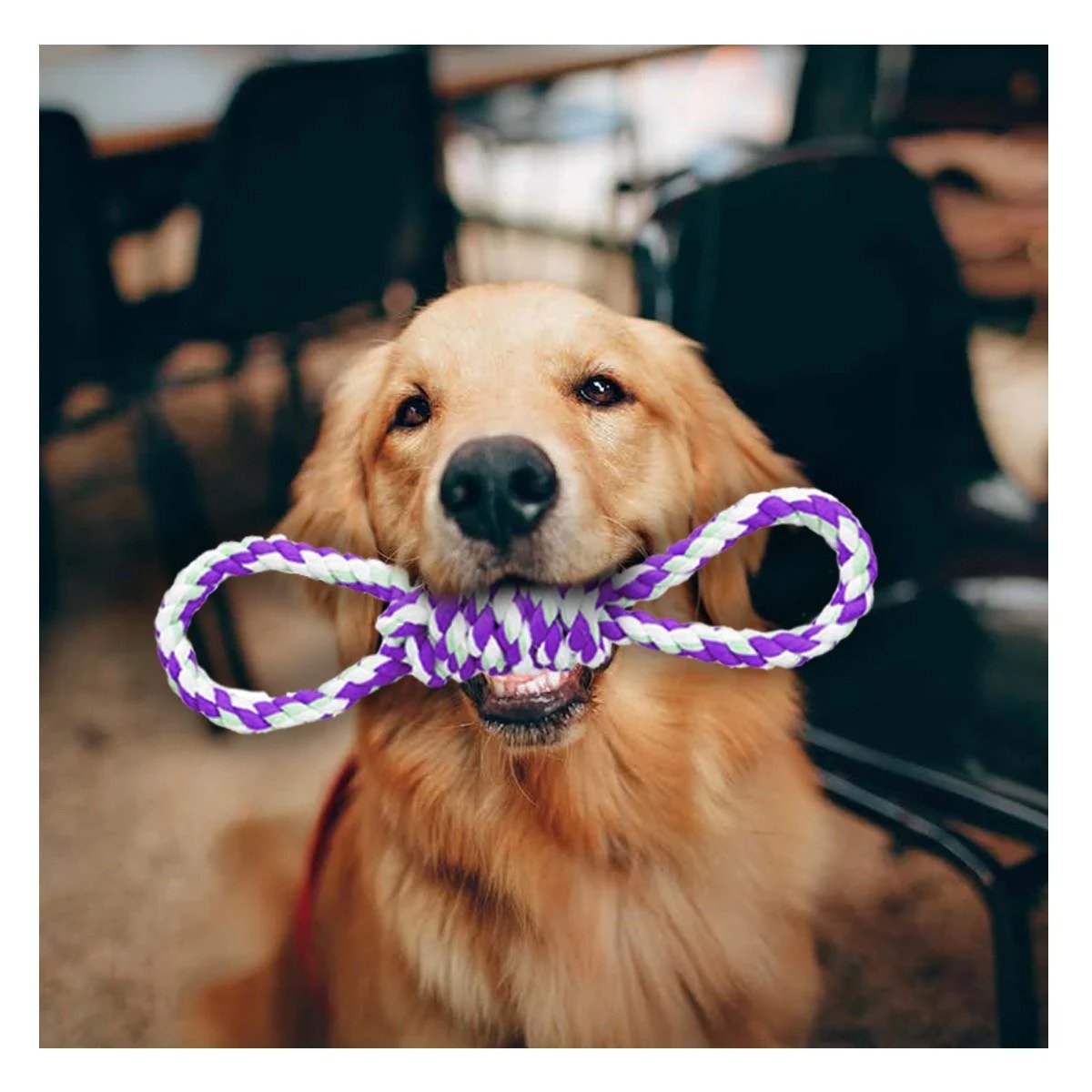PACK4 LAZO DE ALGODON MORADO PARA MASCOTA CON 4 NUDOS RESISTENTE Y FIRME - 2