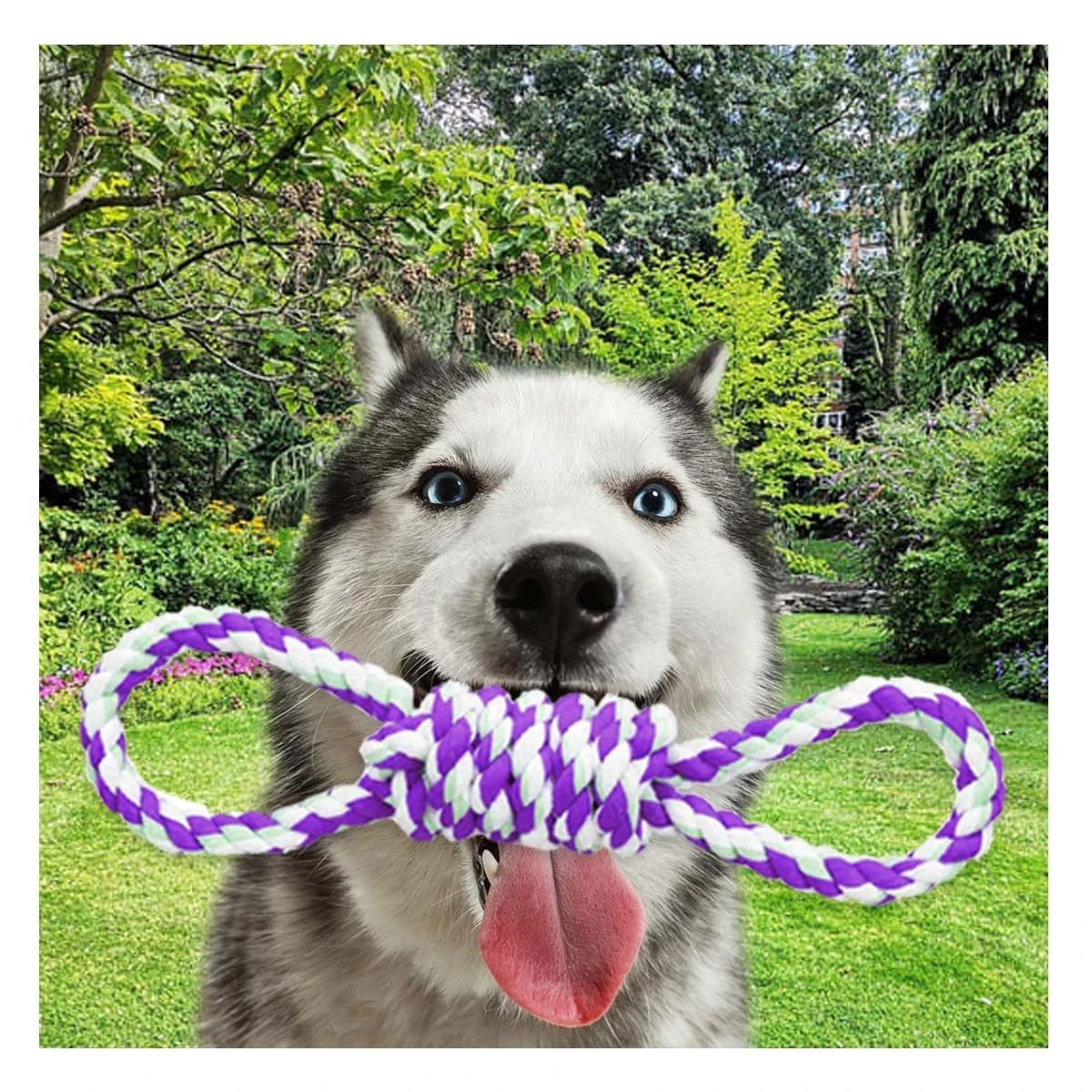 PACK4 LAZO DE ALGODON MORADO PARA MASCOTA CON 4 NUDOS RESISTENTE Y FIRME - 3