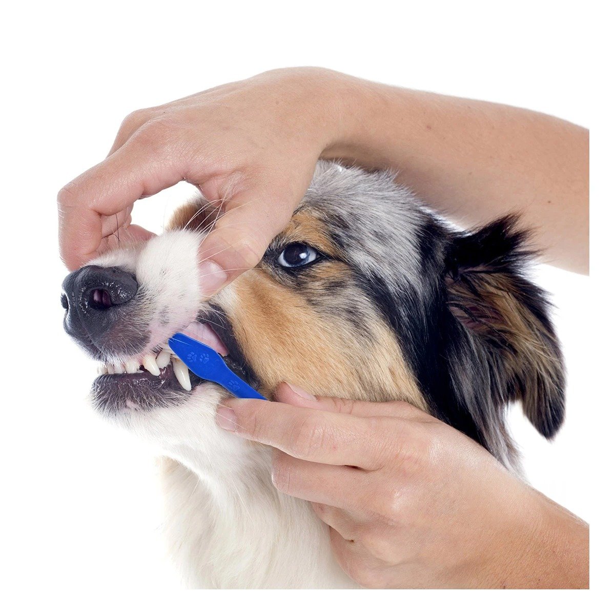 PACK4 EQUIPO BUCAL PARA PERROS 3 UNIDADES FACIL USO Y SEGURO Y+PAPEL REGALO - 5