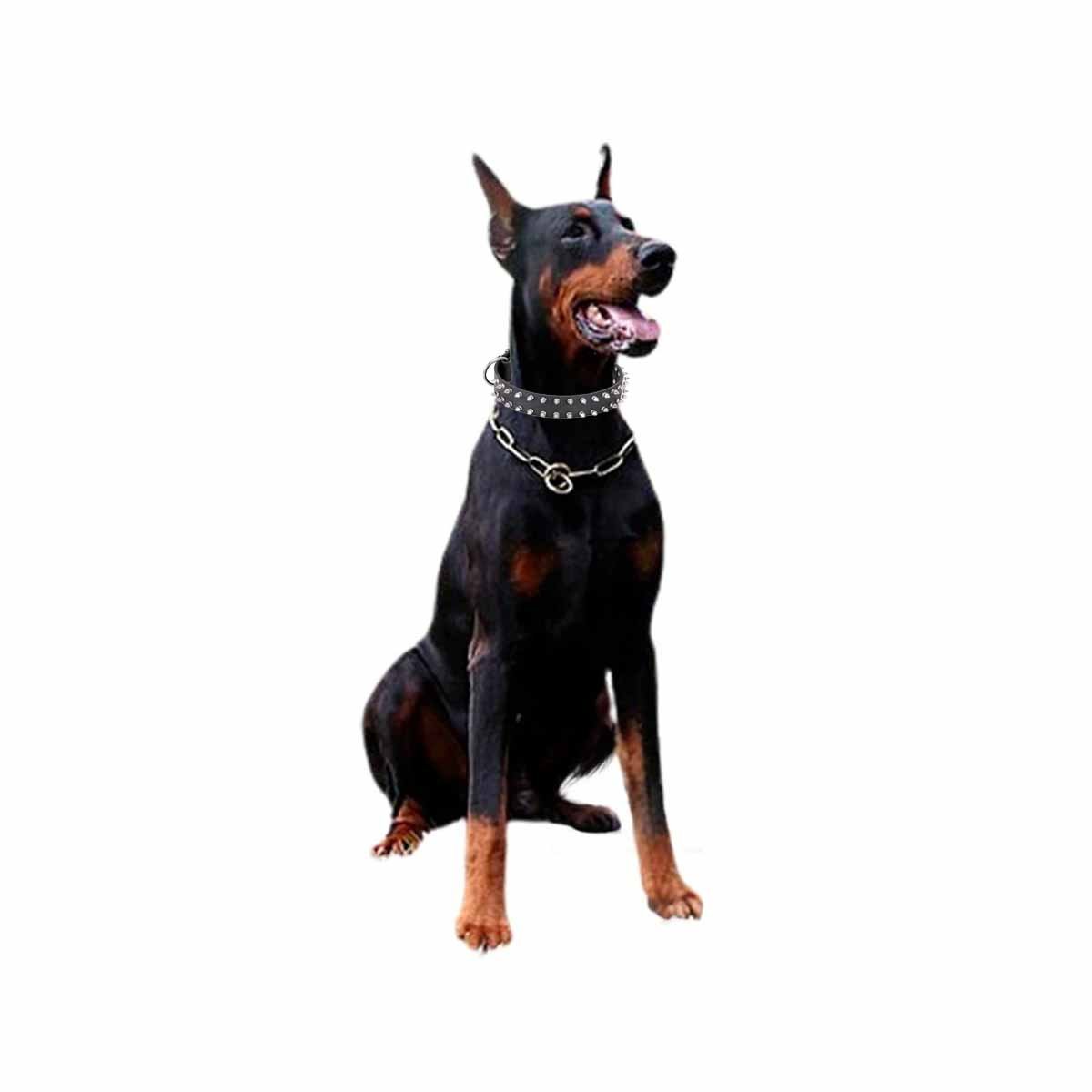 PACK4 COLLARIN NEGRO CLASICO CON PUAS TALLA XL ELEGANTE Y SEGURO PARA MASCOTAS Y+PAPEL REGALO - 3