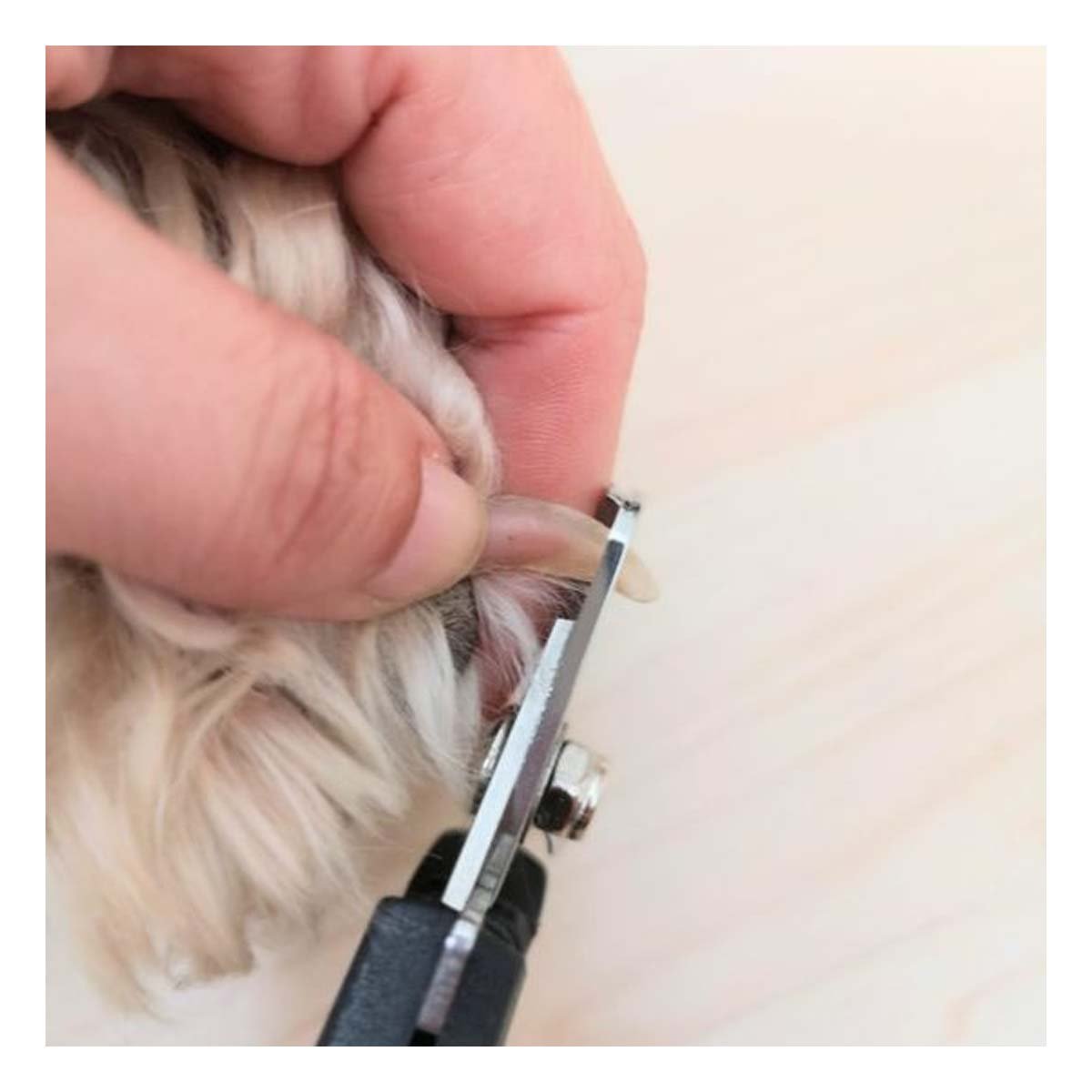 PACK12 ACCESORIO PROFESIONAL PLOMO CON LIMA MASCOTA PEQUENO - 5