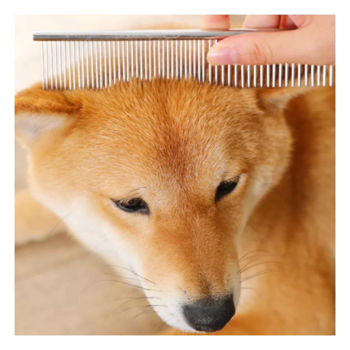 PACK12 UTENSILIO PROFESIONAL PARA GROOMING DE MASCOTA PLATEADO Y+PAPEL REGALO - 5