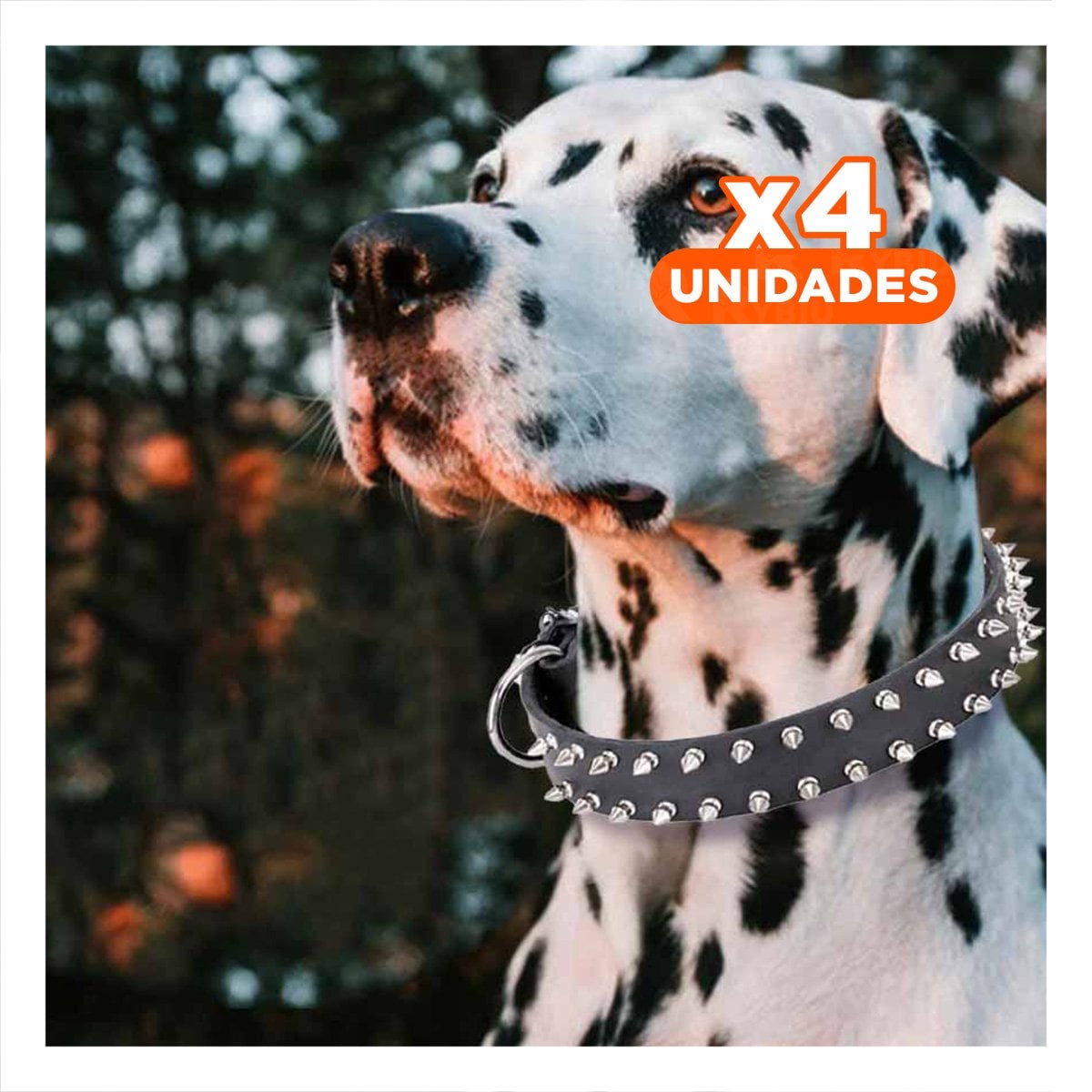 PACK4 COLLARIN NEGRO DE CUERO CON PUAS TALLA XL RESISTENTE Y ESTILIZADO PARA PERROS - 1
