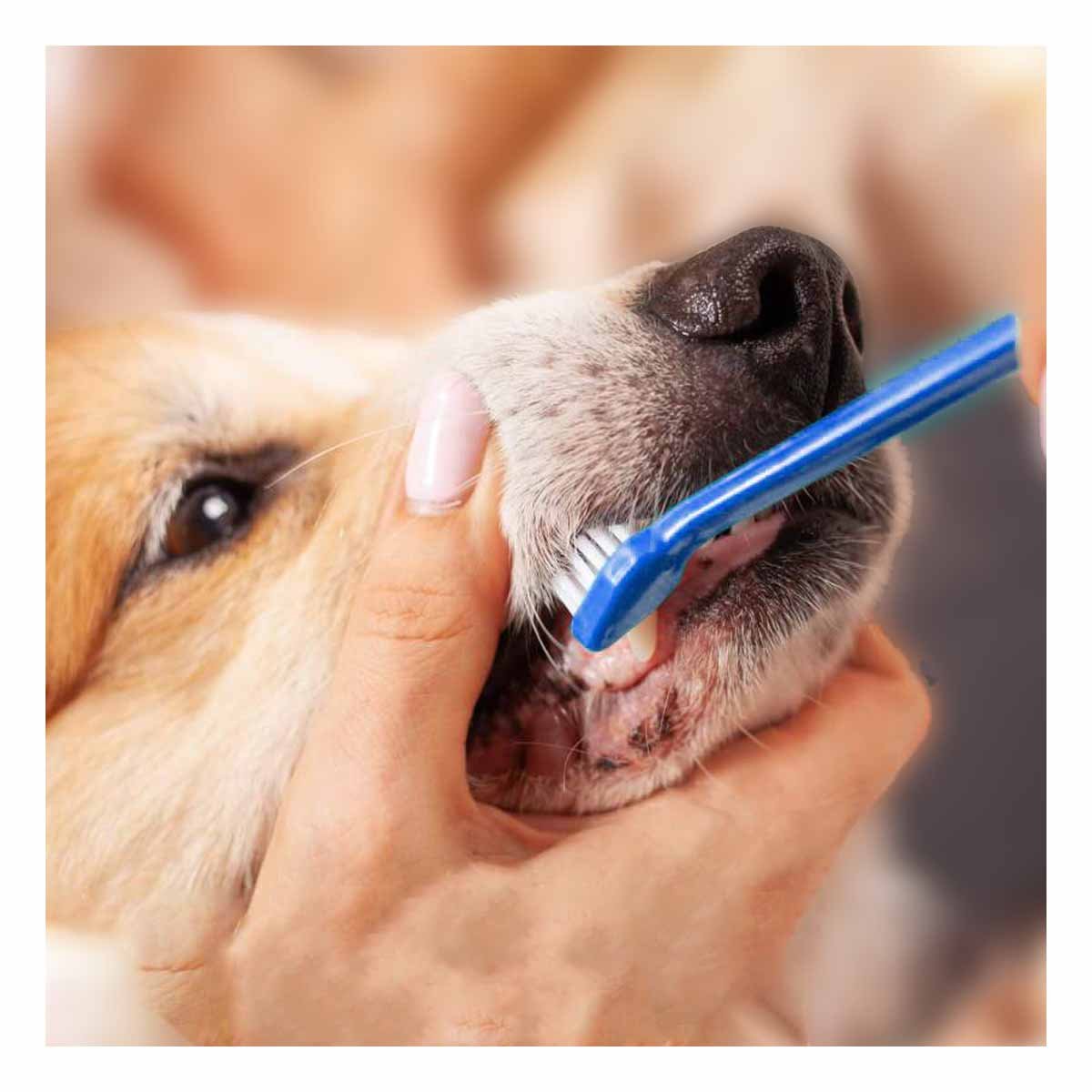 PACK2 ACCESORIO HIGIENE PARA PERROS 3 PIEZAS CUIDA BOCA Y DIENTES Y+PAPEL REGALO - 5