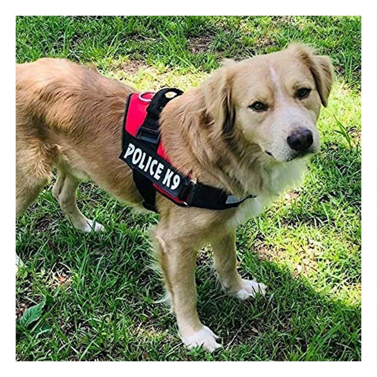 PACK4 CINTURON AJUSTABLE SERVICE DOG TALLA XXL ROJO PARA PASEO - 3