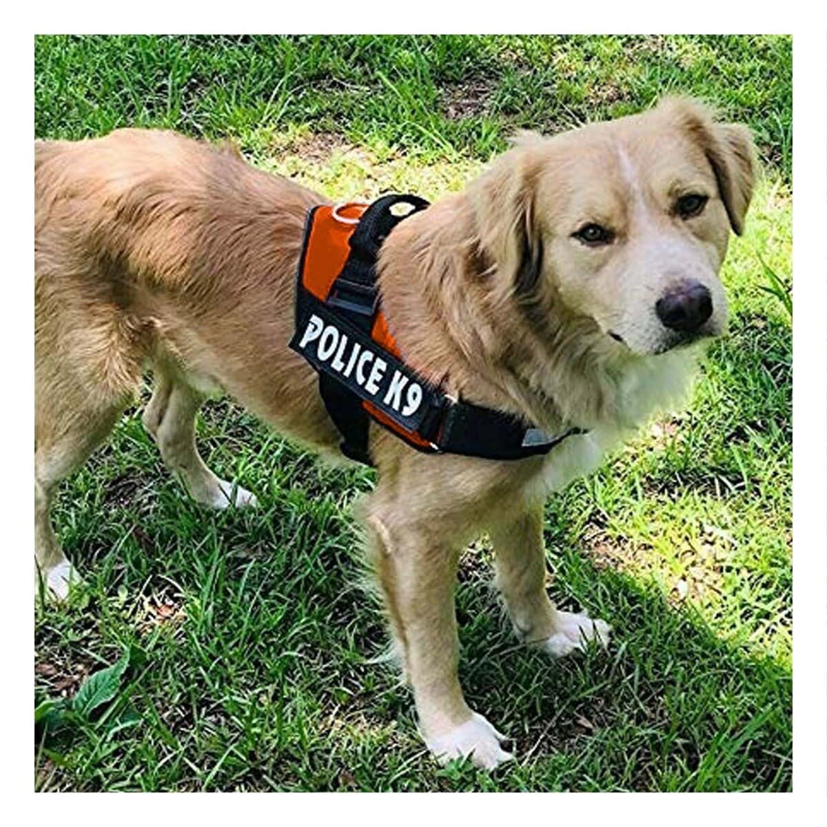 PACK4 ARNES COMODO SERVICE DOG TALLA XXL ANARANJADO PASEOS LARGOS - 3