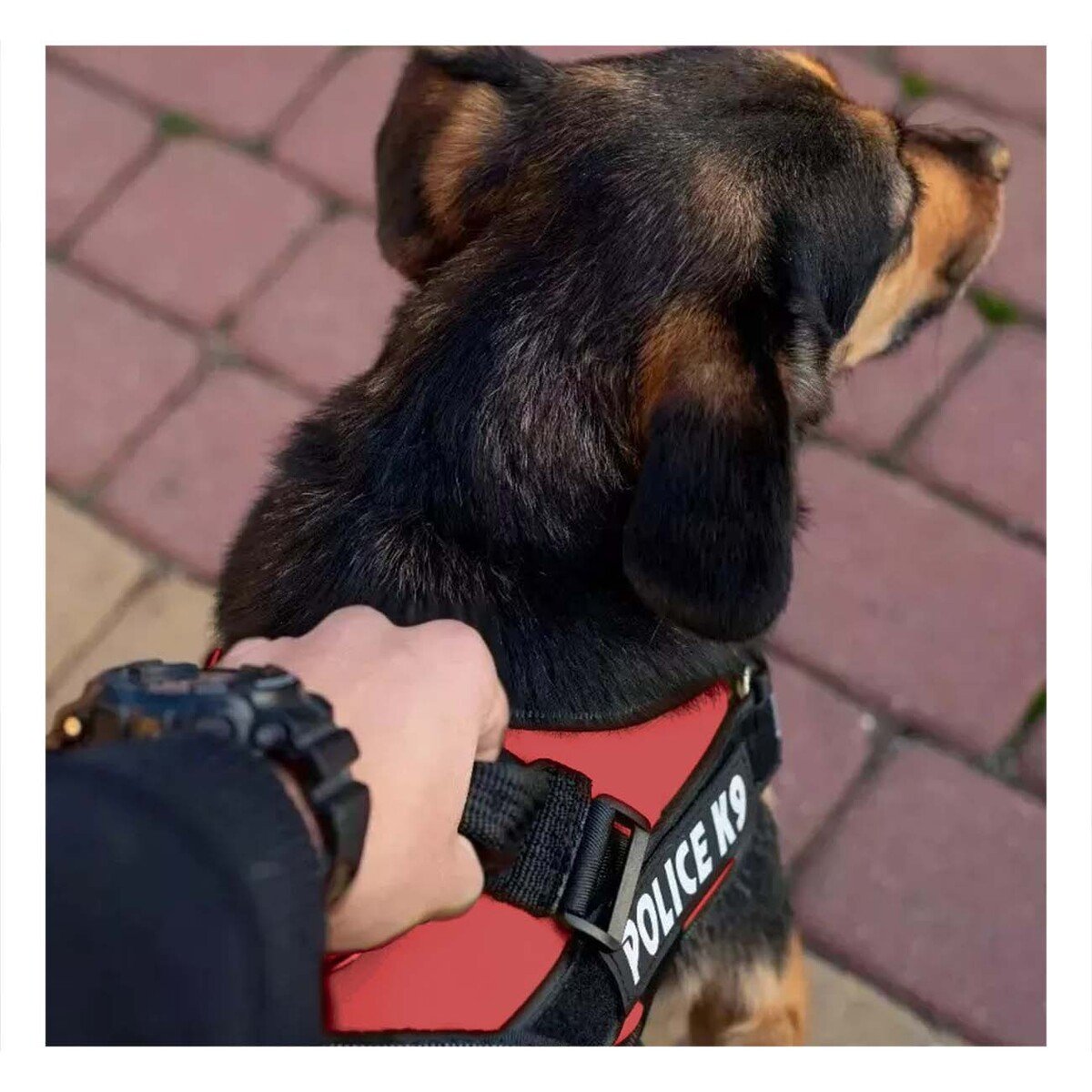 PACK4 CORREA DE TRABAJO SERVICE DOG TALLA XXL ROJO PARA PERRO FUERTE Y+PAPEL REGALO - 5