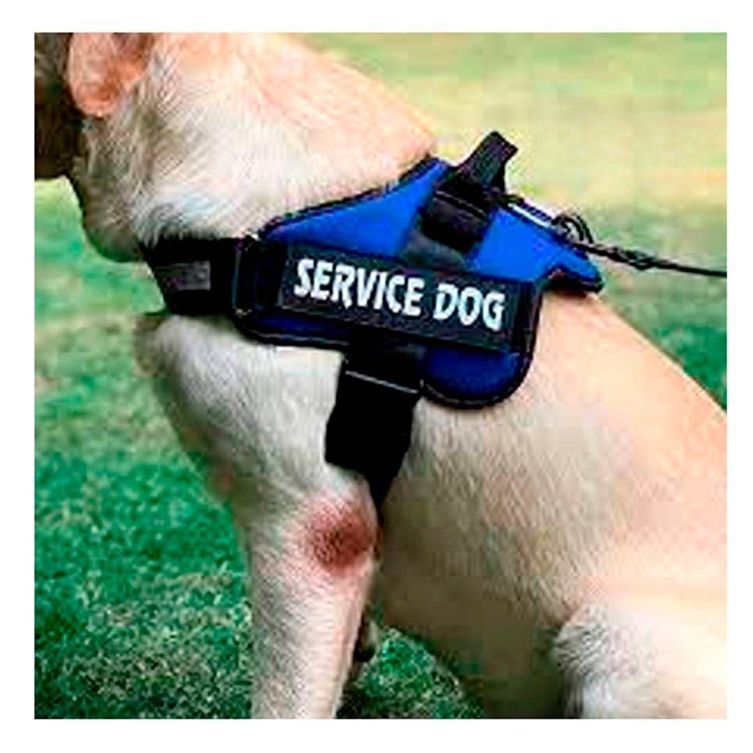 PACK2 PECHERA RESISTENTE SERVICE DOG TALLA XL AZUL ENTRENAMIENTO Y+REGALO STICKER - 5