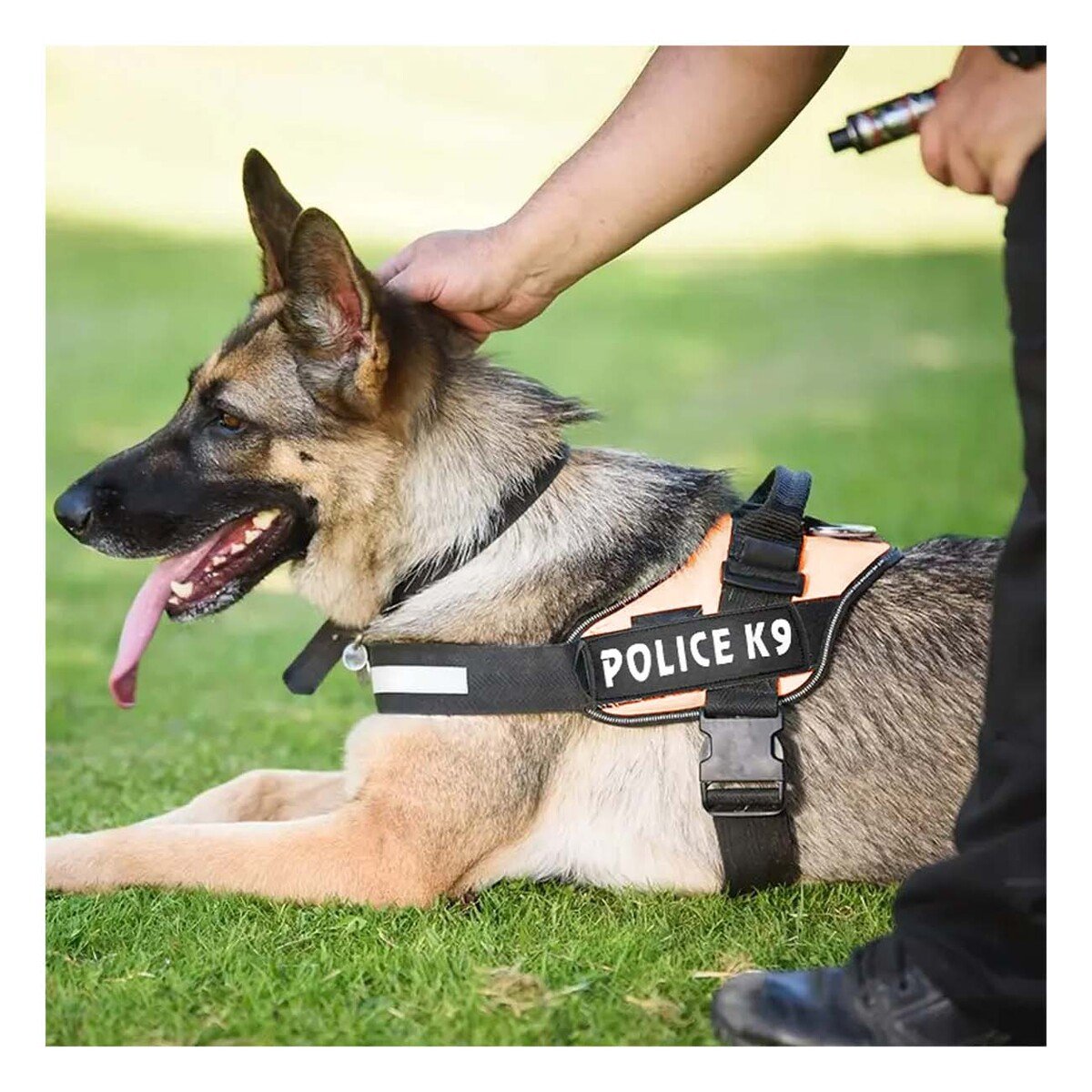 PACK2 CHALECO CANINO SERVICE DOG TALLA XXL ANARANJADO PARA APOYO Y+PAPEL REGALO - 5