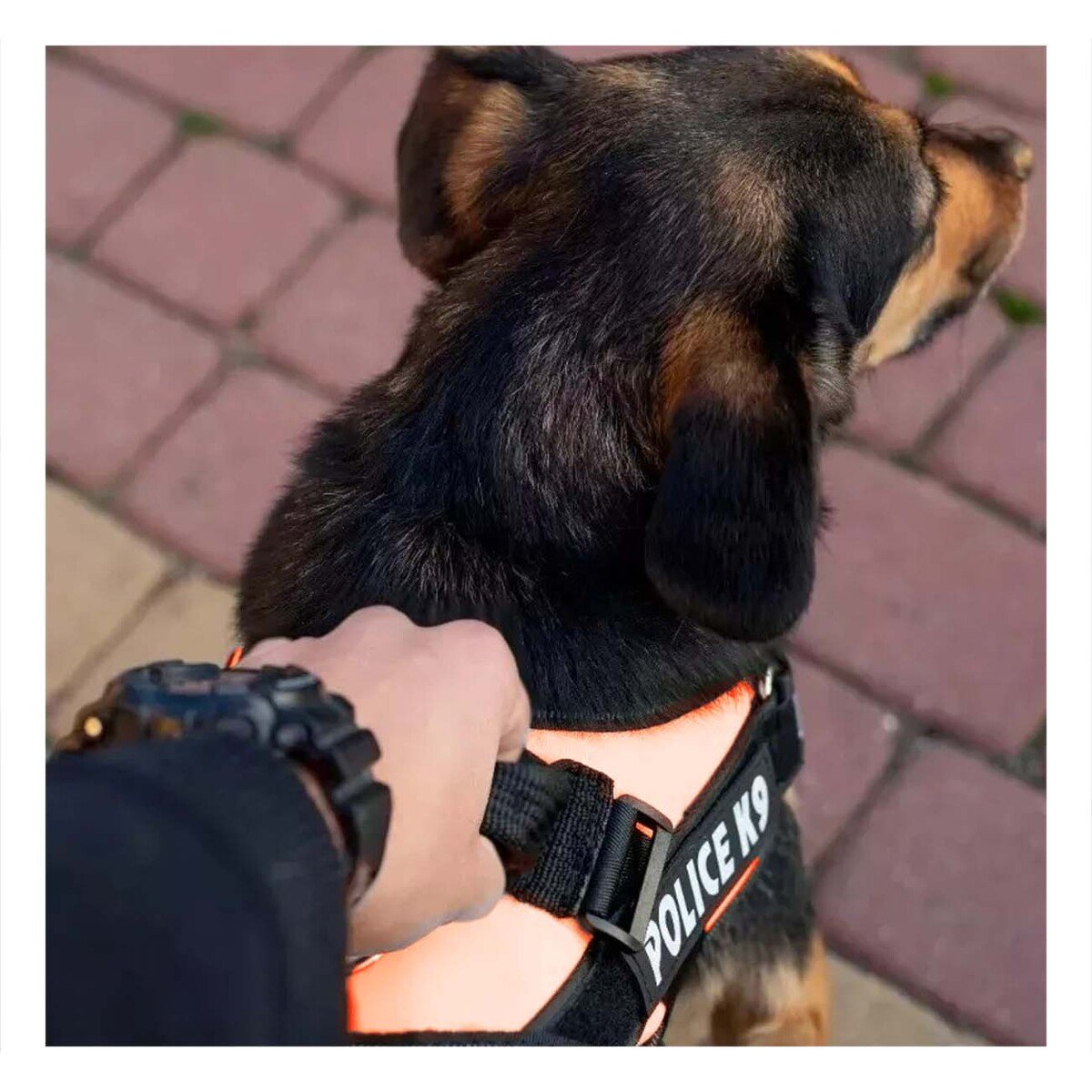 PACK4 CINTURON CANINO SERVICE DOG TALLA XXL ANARANJADO SOPORTE SEGURO Y+REGALO STICKER - 3