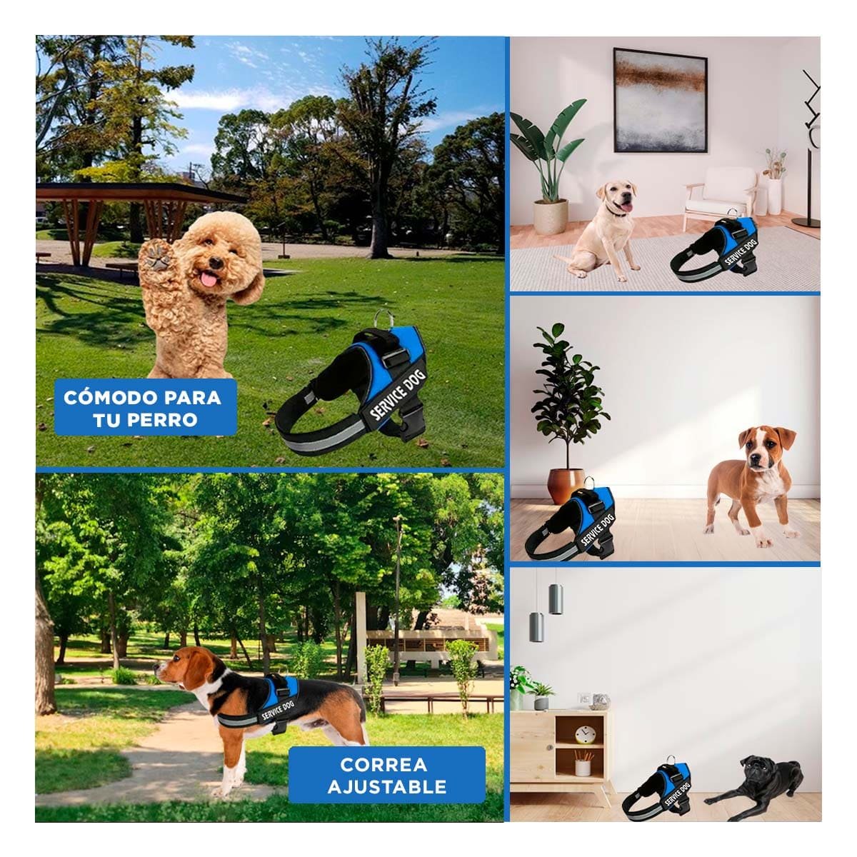 PACK4 CINTURON CANINO SERVICE DOG TALLA S AZUL CON SOPORTE SEGURO Y+REGALO STICKER - 2
