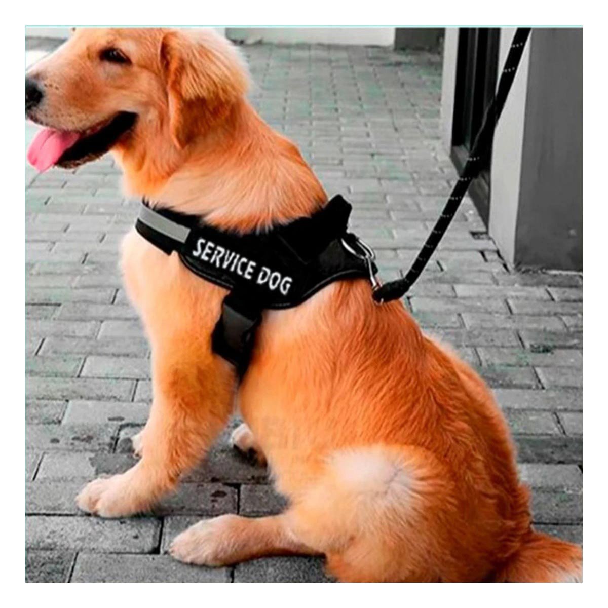 PACK6 CORREA AJUSTABLE SERVICE DOG TALLA XL NEGRO PASEO DIARIO - 2