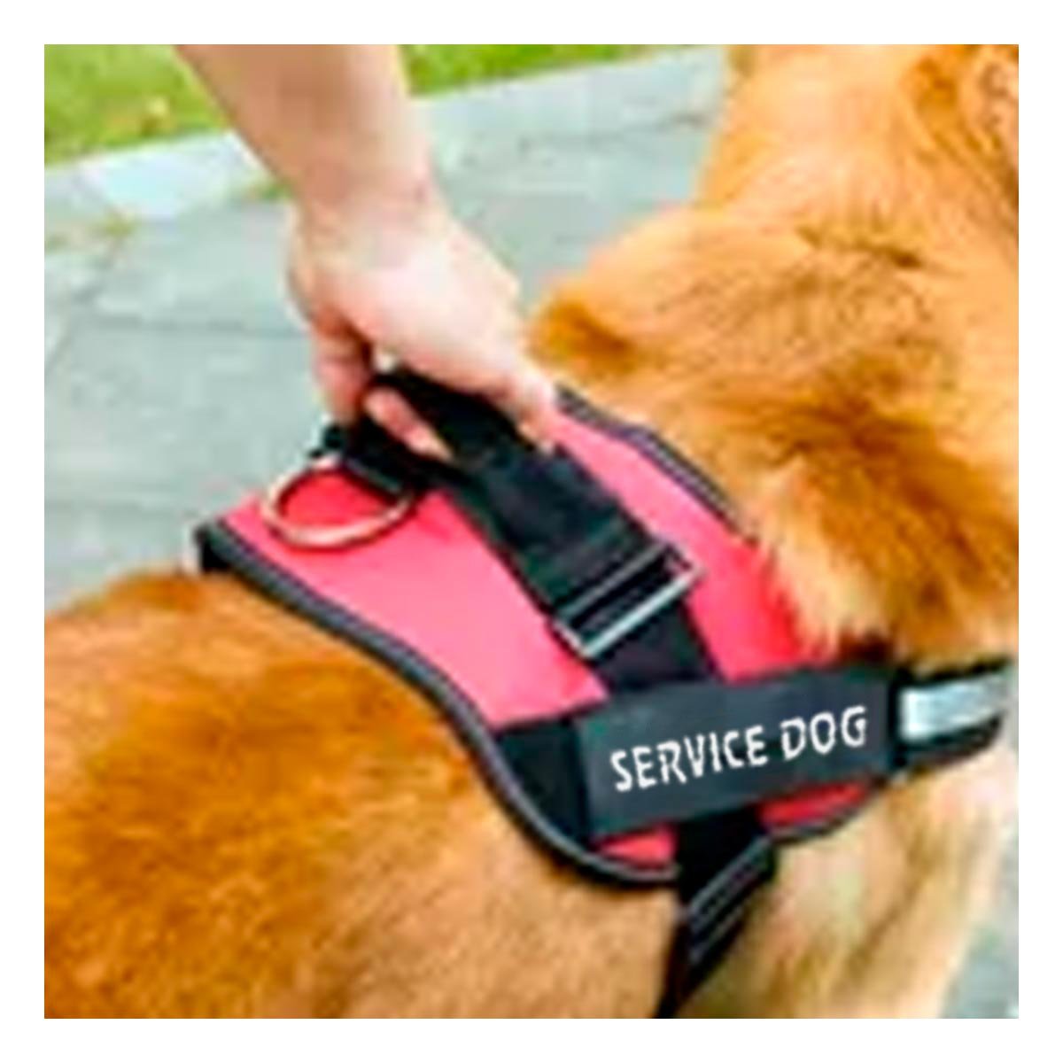 PACK6 ARNES SEGURO SERVICE DOG TALLA XL ROJO PERRO ENTRENADO - 3