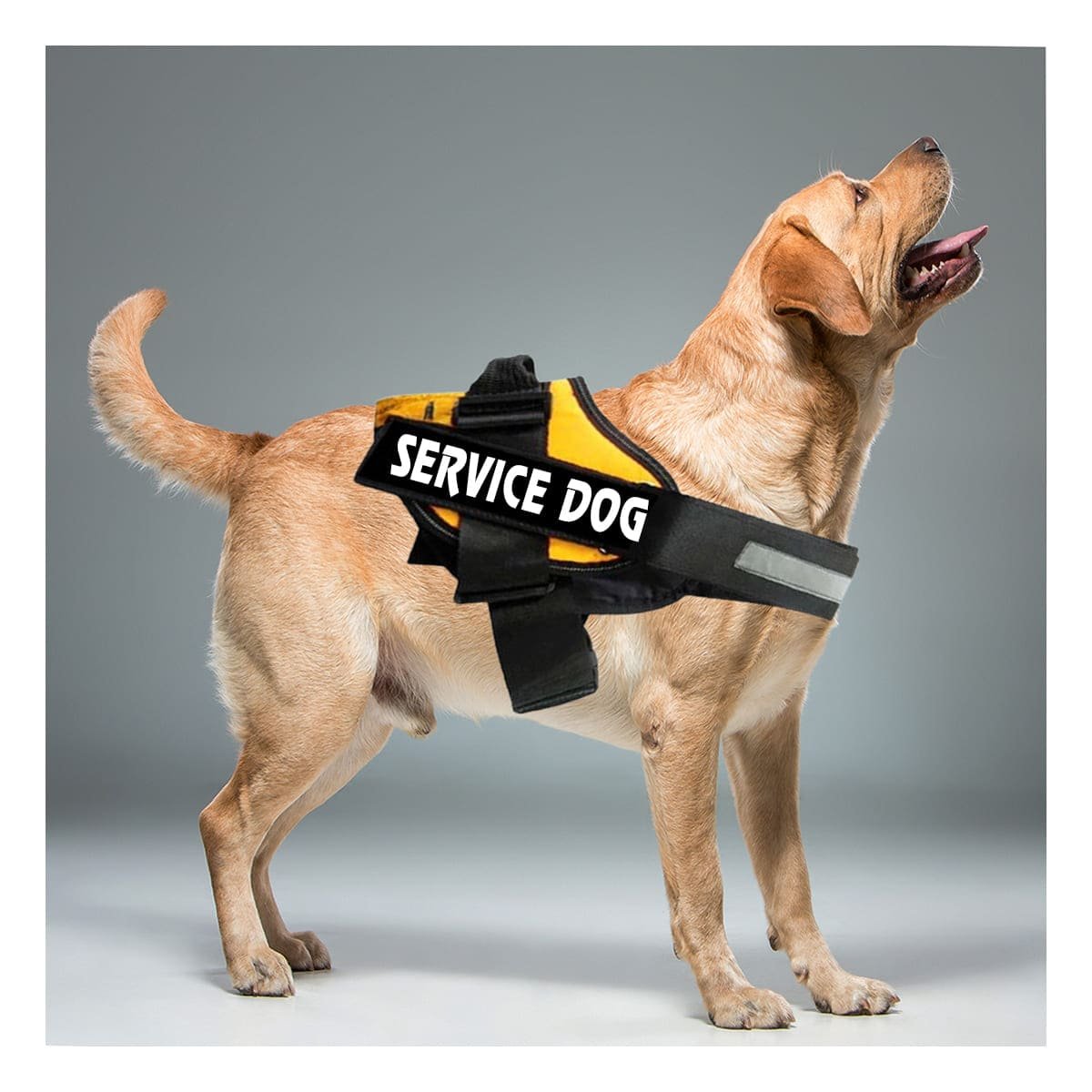 PACK2 ARNES PECHERA SERVICE DOG TALLA S AMARILLO DURABLE Y+REGALO STICKER - 5
