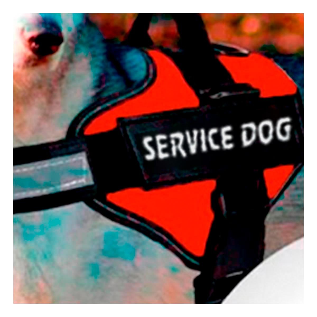 PACK6 CINTURON DE PASEO SERVICE DOG TALLA XL ROJO AJUSTE FIRME Y+REGALO STICKER - 5