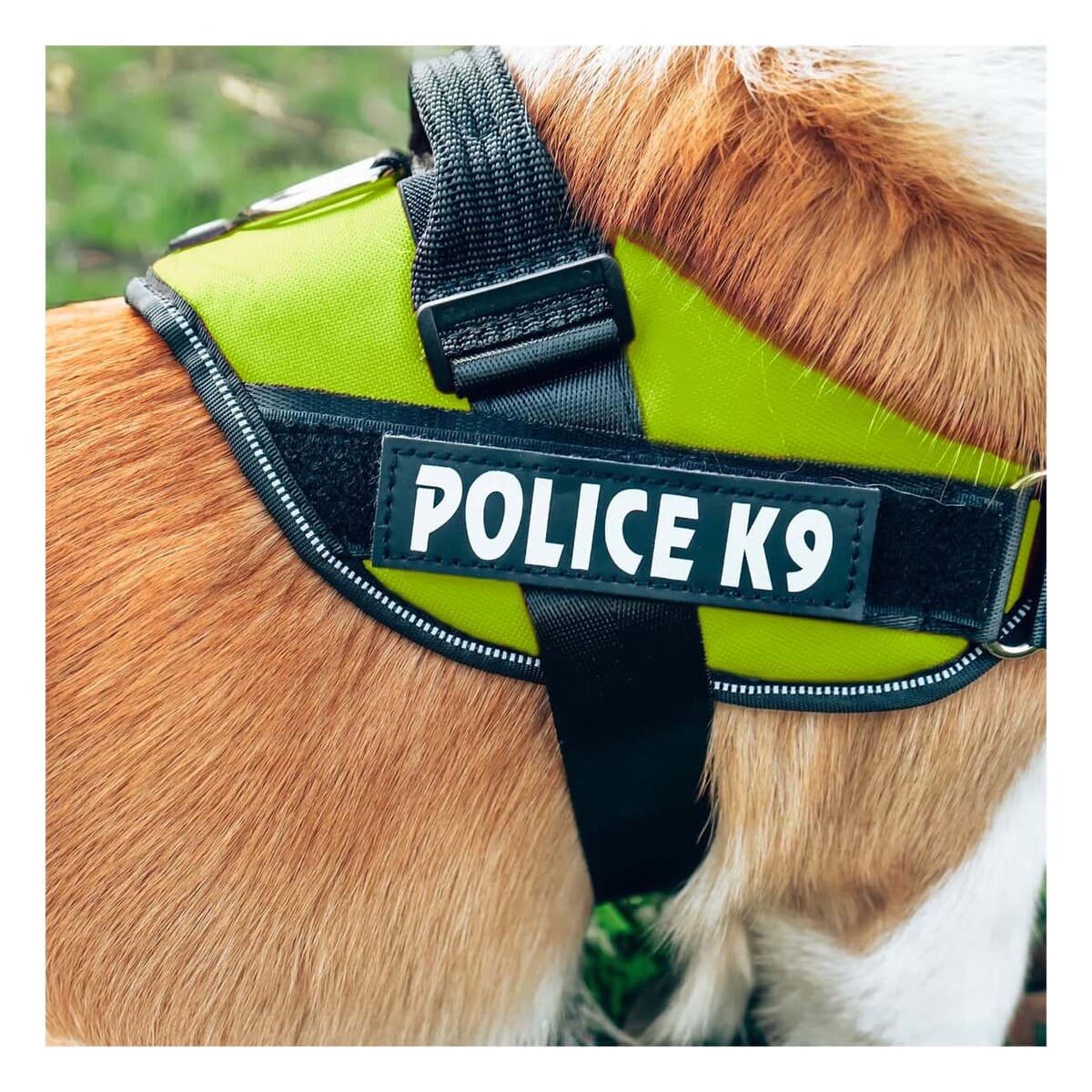 PACK6 ARNES DE PASEO SERVICE DOG TALLA XXL VERDE MASCOTA URBANA Y+PAPEL REGALO - 2