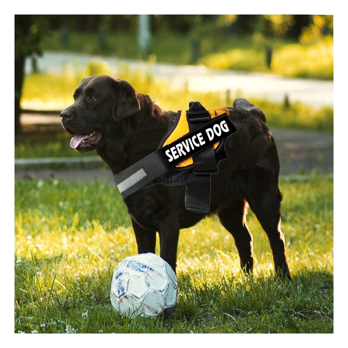PACK2 CORREA PECHERA SERVICE DOG TALLA S AMARILLO COMODO Y+PAPEL REGALO - 2