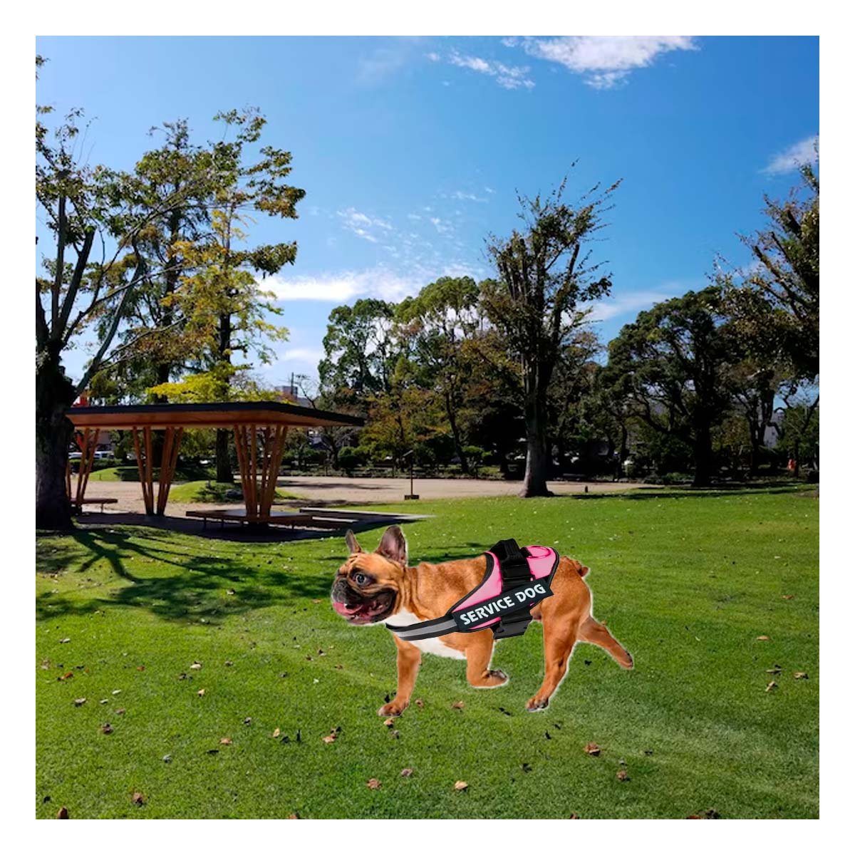 PACK2 PECHERA RESISTENTE SERVICE DOG TALLA S ROSADO ENTRENAMIENTO Y+REGALO STICKER - 3