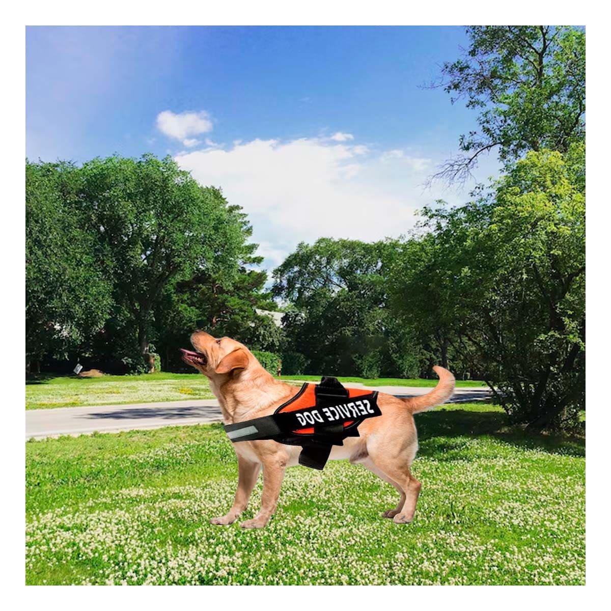 PACK2 PECHERA RESISTENTE SERVICE DOG TALLA S ANARANJADO ENTRENAMIENTO Y+REGALO STICKER - 3