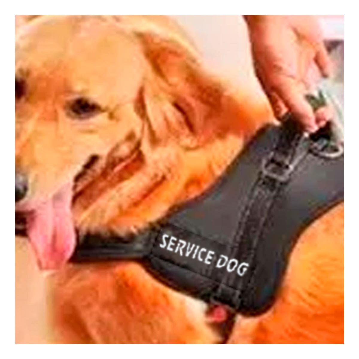 PACK6 ARNES DE PASEO SERVICE DOG TALLA XL NEGRO MASCOTA URBANA Y+PAPEL REGALO - 2