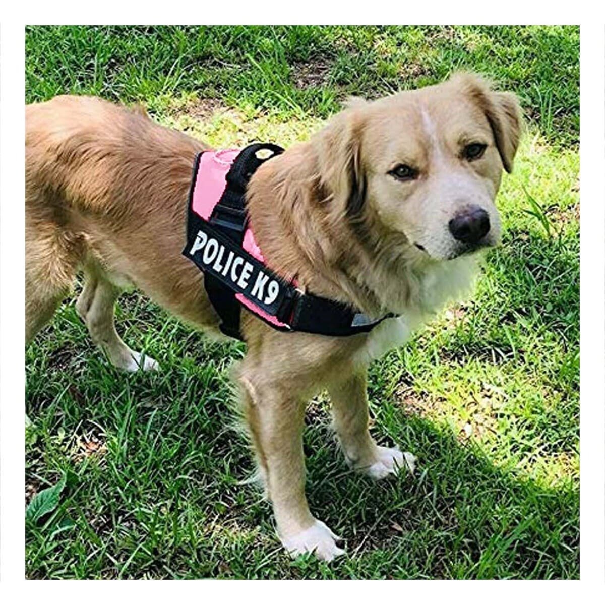 PACK4 CINTURON AJUSTABLE SERVICE DOG TALLA XXL ROSADO PARA PASEO - 3