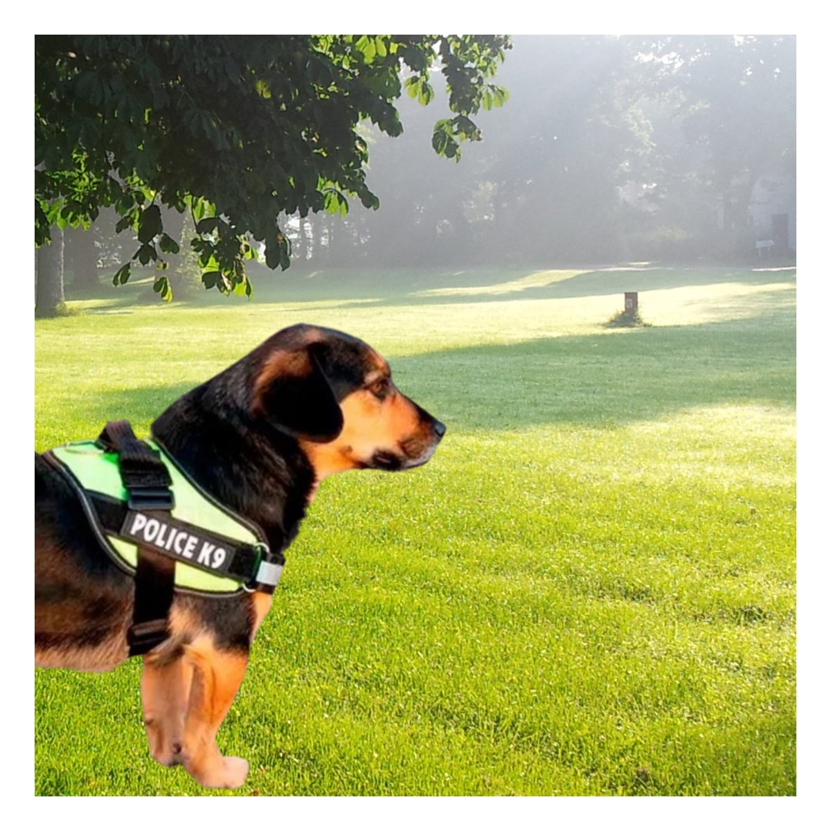 PACK6 CHALECO REFORZADO SERVICE DOG TALLA S VERDE TRABAJO DIARIO Y+REGALO STICKER - 3