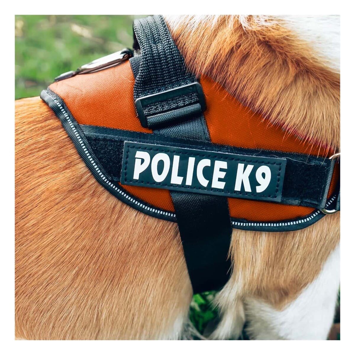 PACK6 ARNES DE PASEO SERVICE DOG TALLA XXL ANARANJADO MASCOTA URBANA Y+PAPEL REGALO - 2